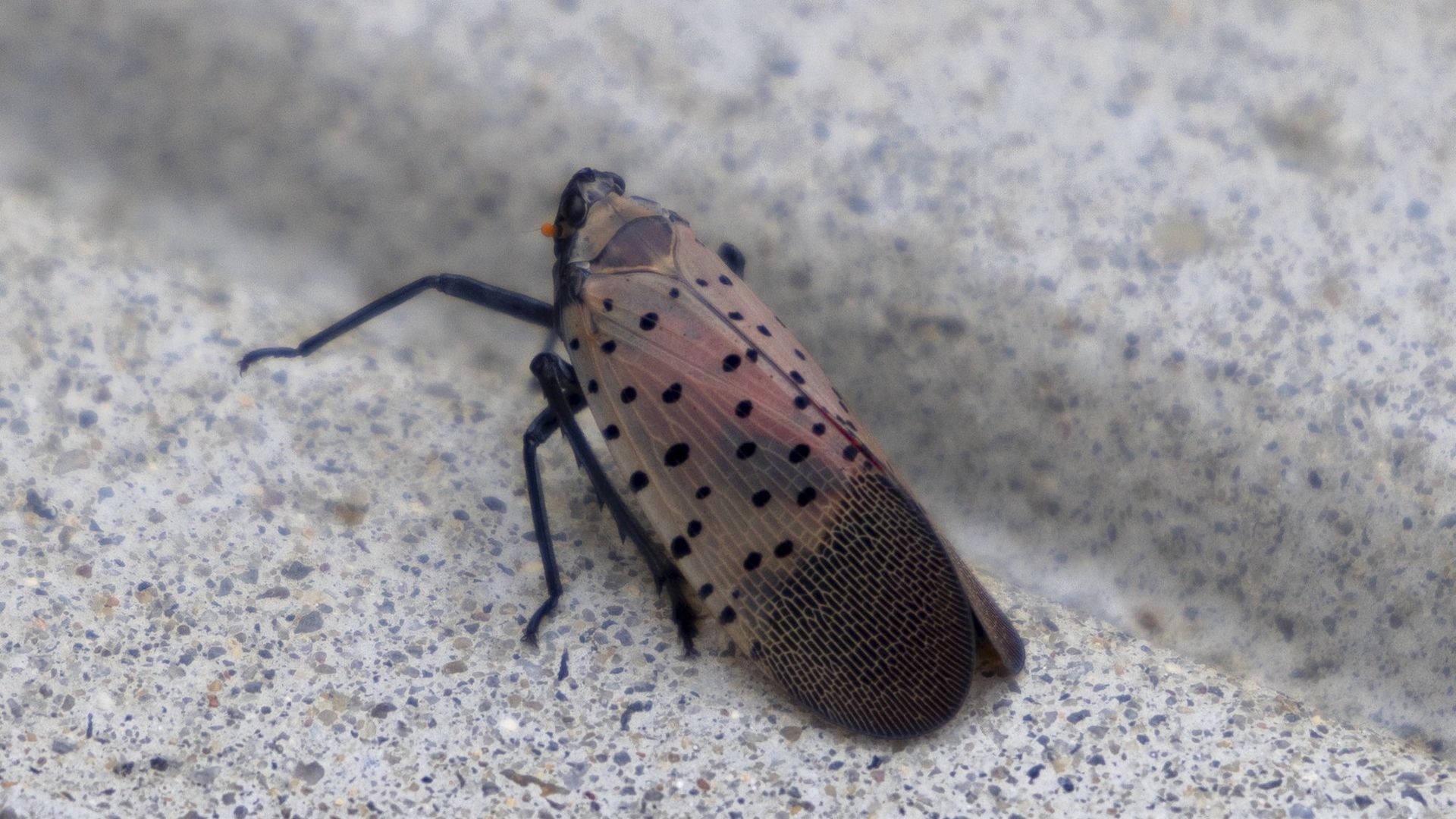 Close-up of a spotted lanternfly on a speckled gray surface, showing pinkish wings with black spots and dark, veined tips.