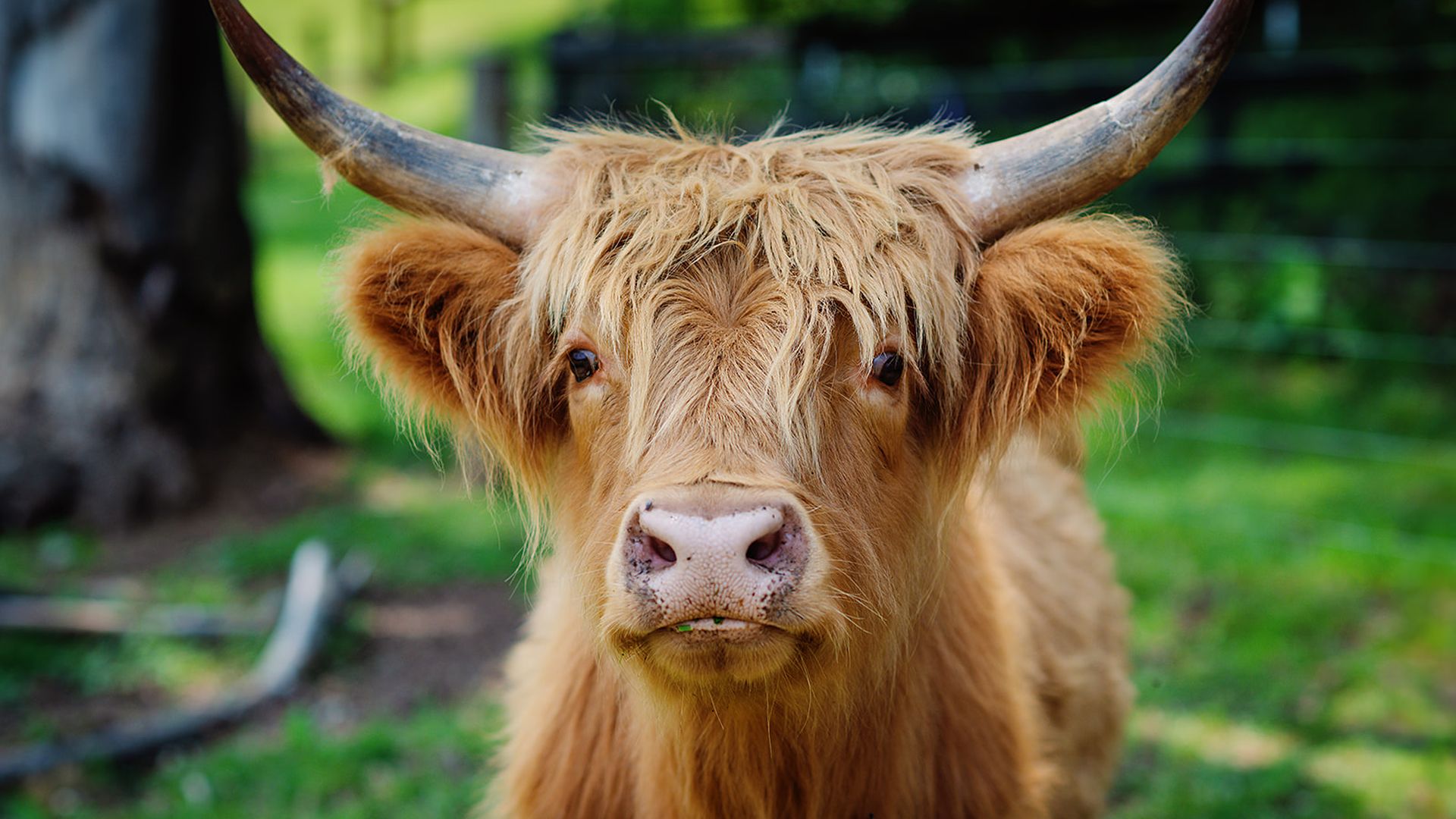 Close-up of a shaggy, light-brown Highland cow facing the camera. It has long curved horns, a pale pink nose, and a green grassy field behind.