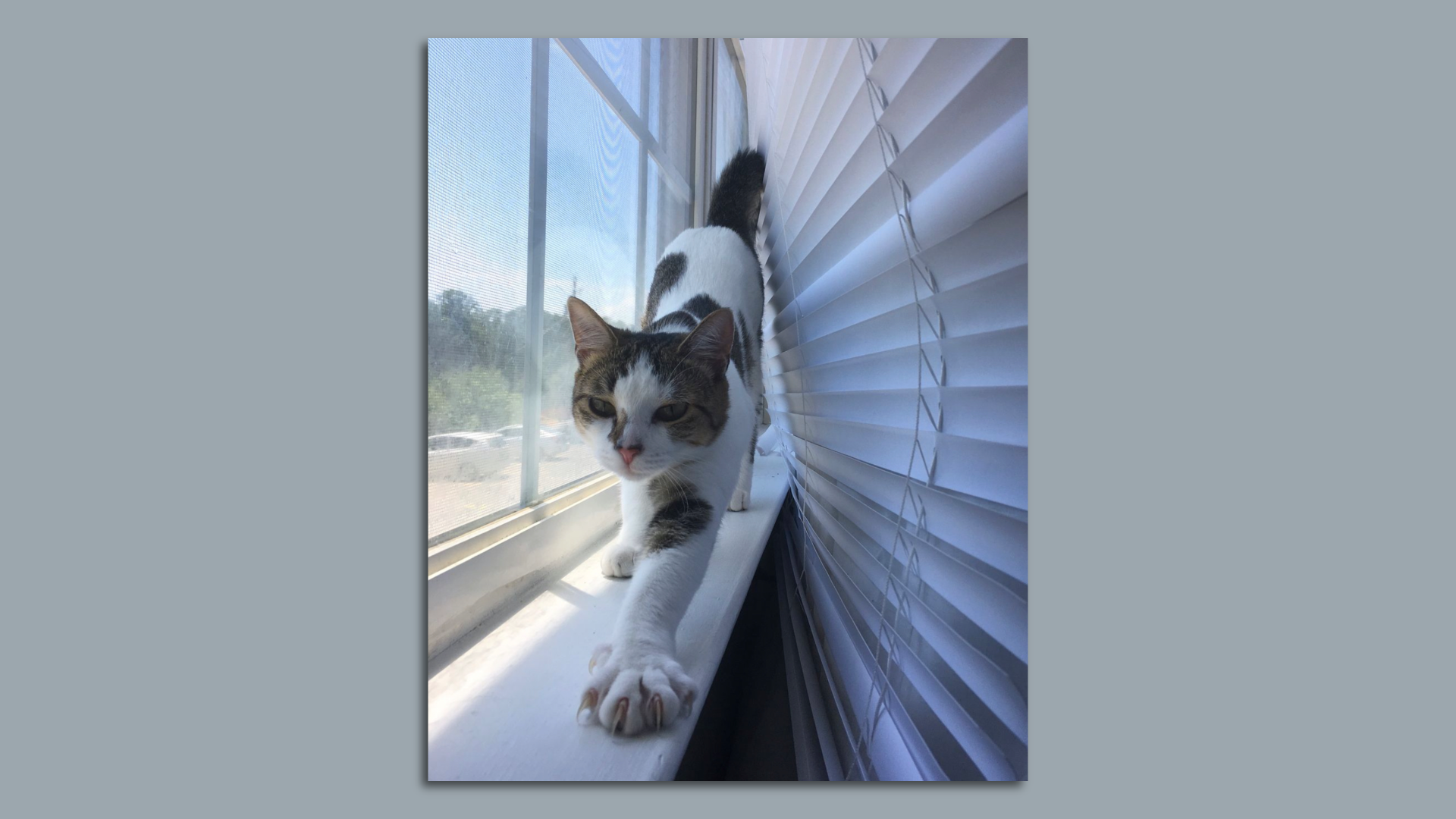 An image of a white and gray cat.