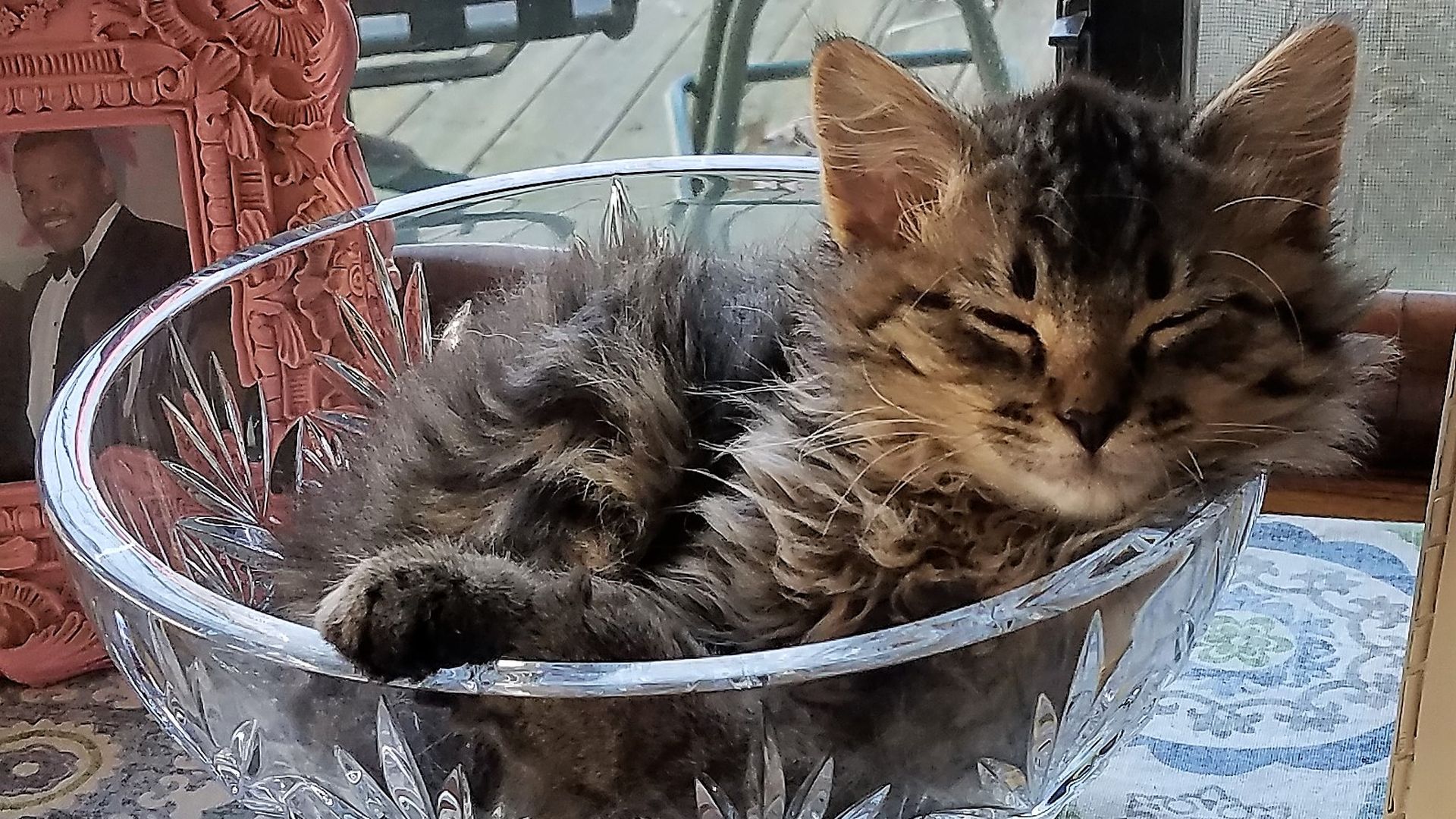 A kitten napping in a crystal bowl.