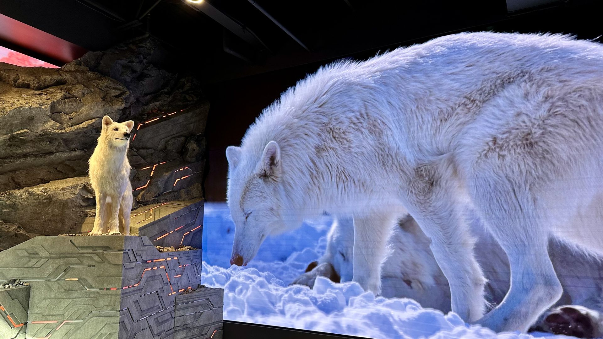 A photo of an animatronic dire wolf near a large video screen showing a resurrected dire wolf at the Colossal Biosciences lab in Dallas.
