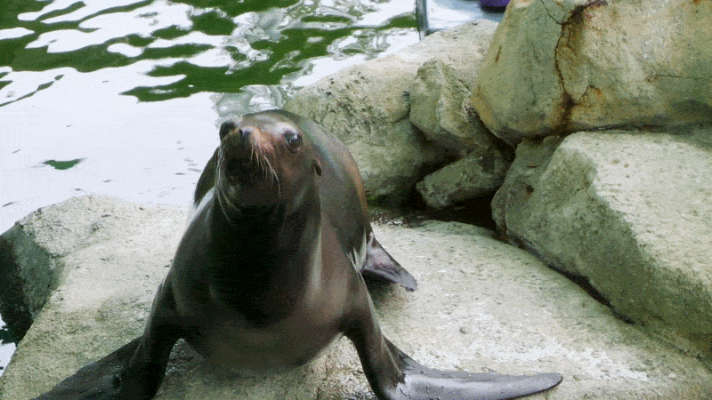 Video of a sea lion sticking out its tongue and opening its mouth while sitting on a rock.
