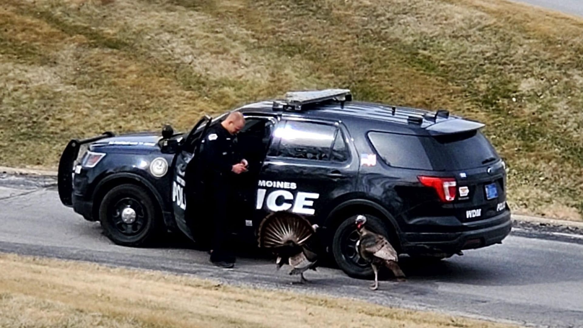 Turkeys with a cop