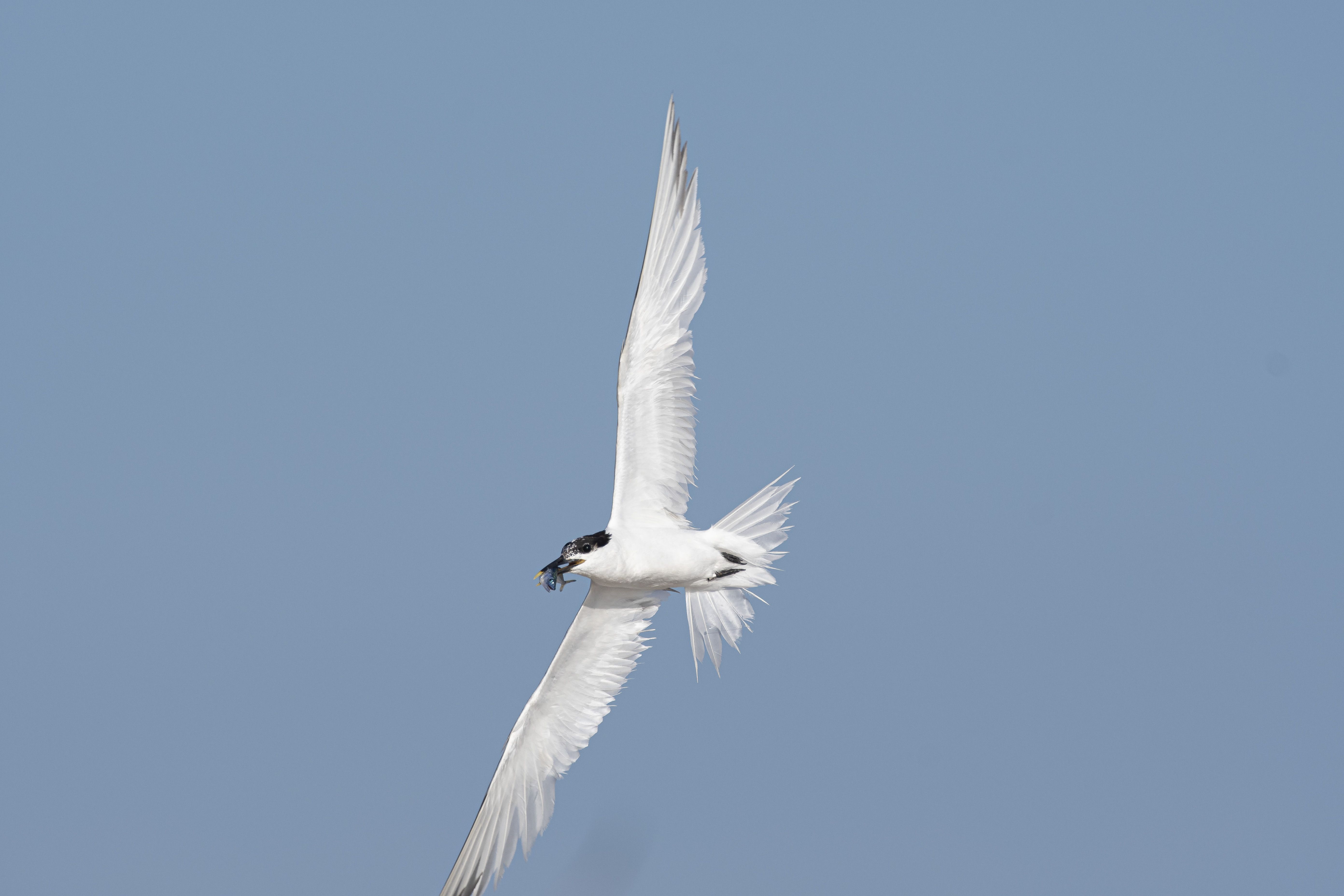 A white tern with a black cap flies through a clear blue sky, holding a small fish in its beak; its long, narrow wings are spread.