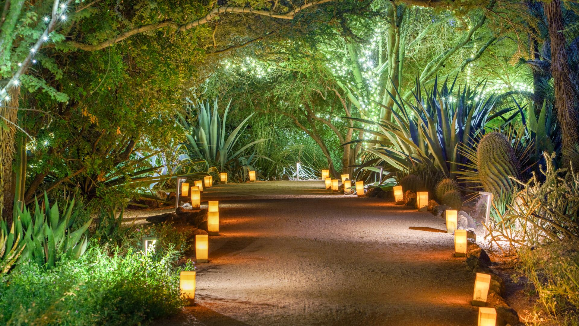 A desert pathway with luninarias.