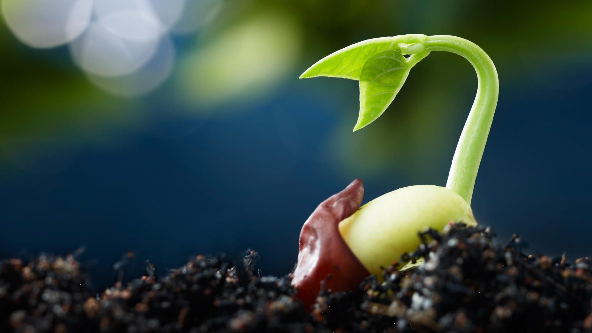 A seed germinating.