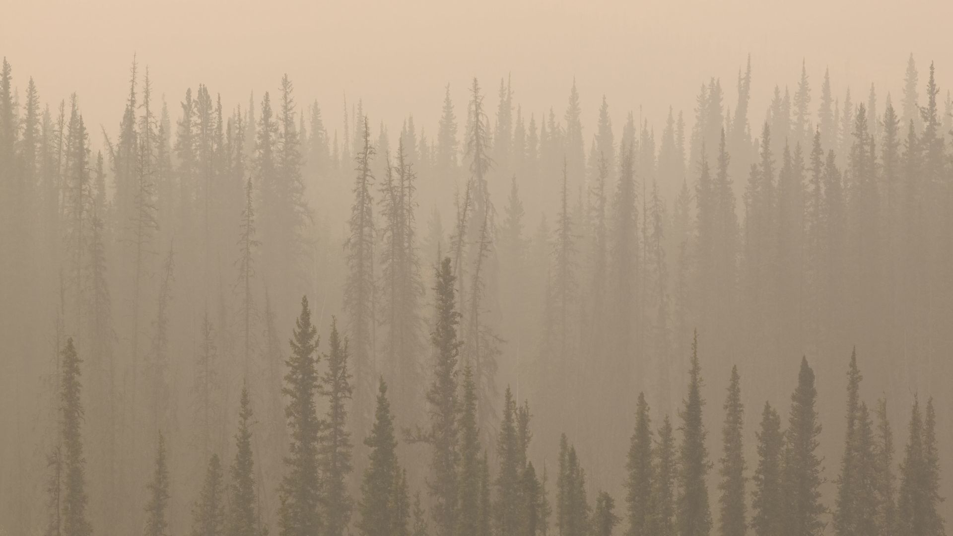 Black spruce forest in wildfire smoke