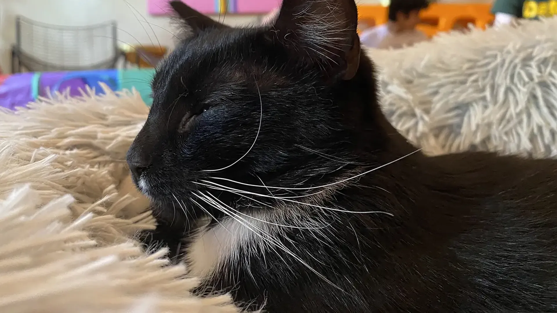 mac tabby cat cafe noda