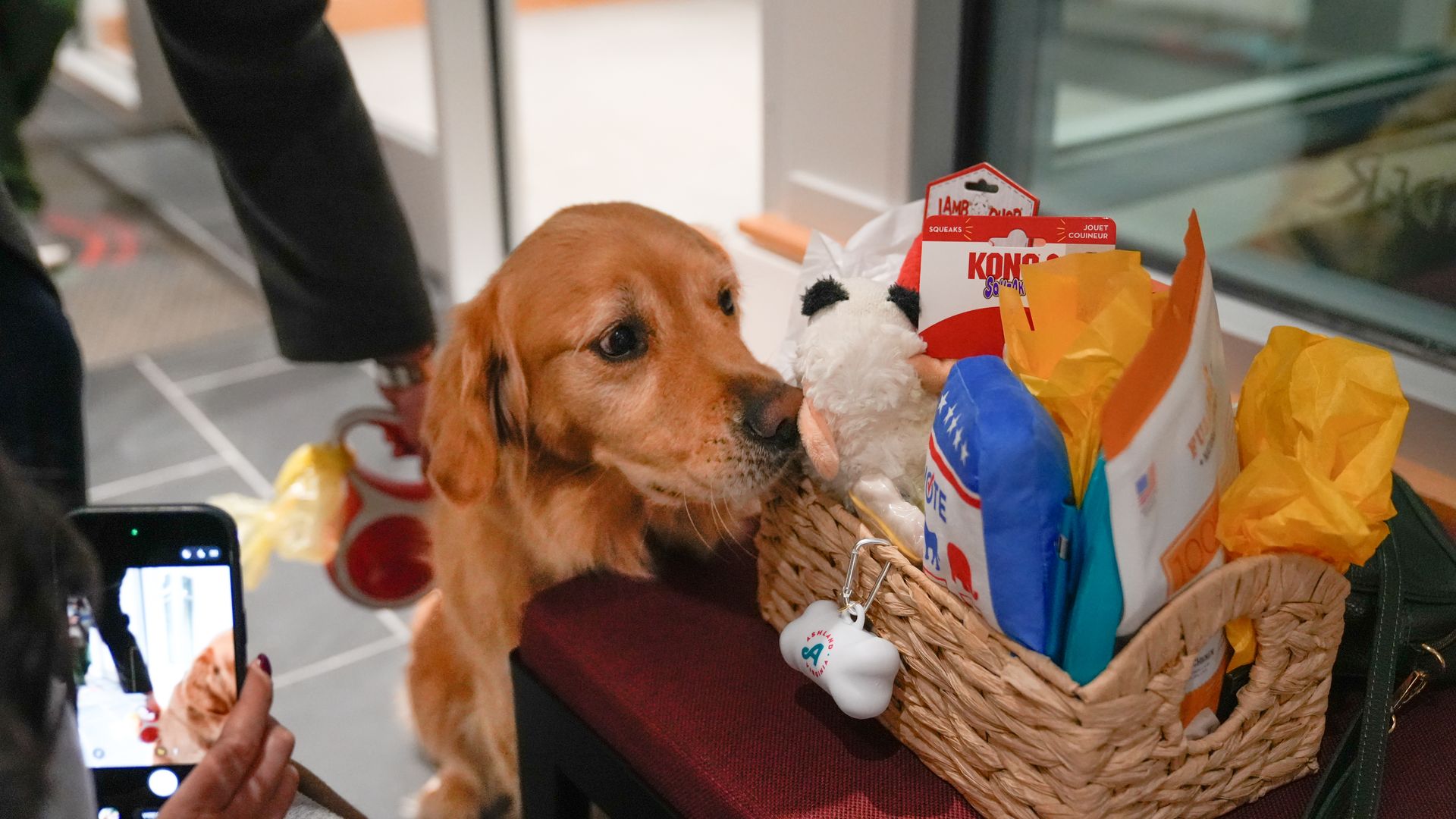 Golden retriever sniffing a basket filled with dog toys and treats on a red surface, while a person nearby takes a photo with a smartphone.