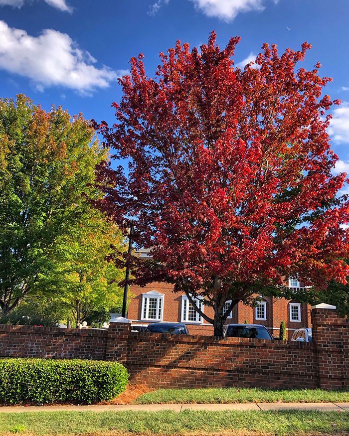 fall trees leaves in charlotte