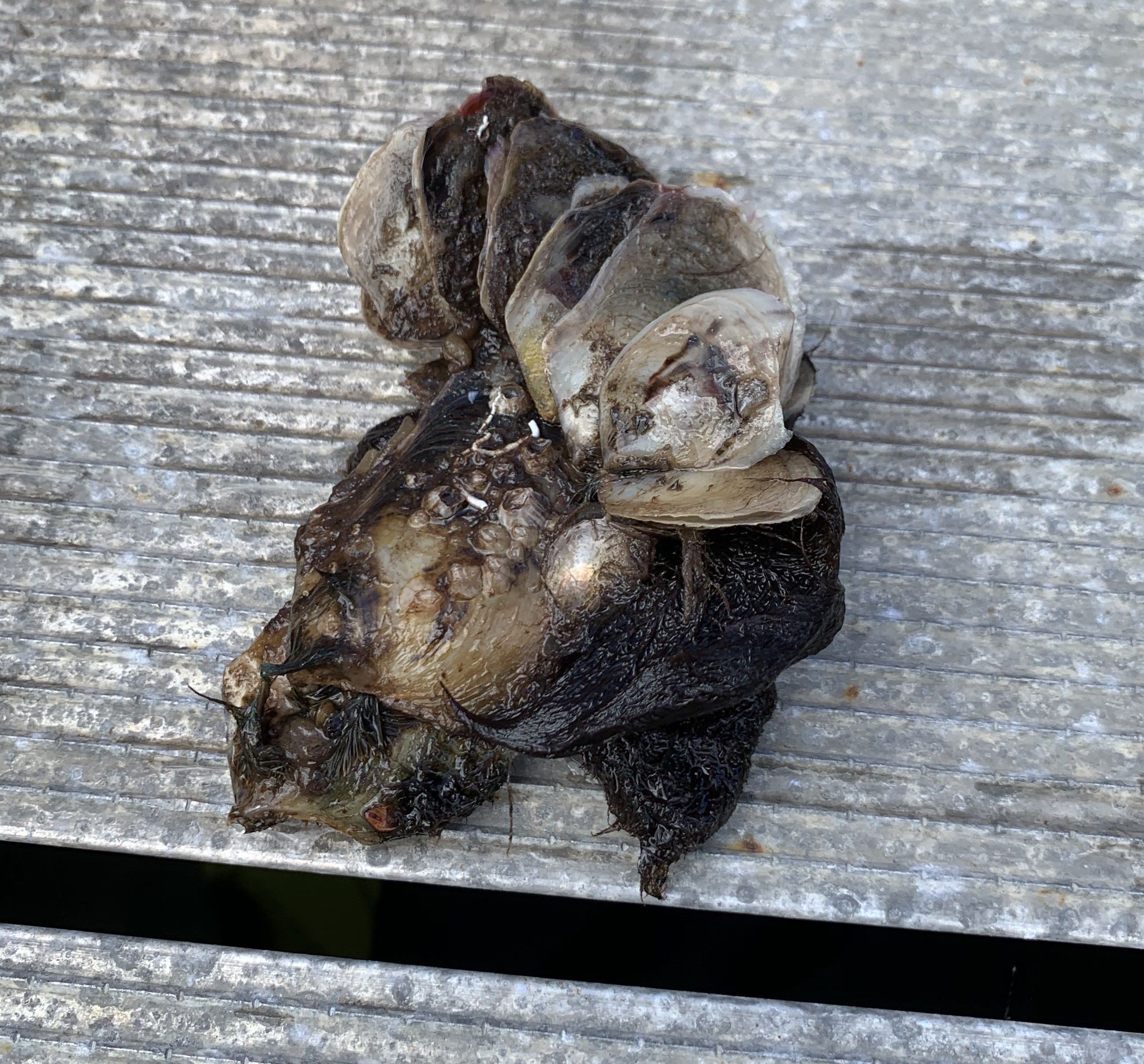 a blackish looking oyster