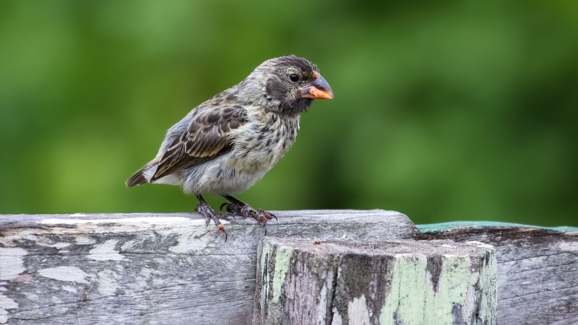 A new bird species is seen emerging in realtime