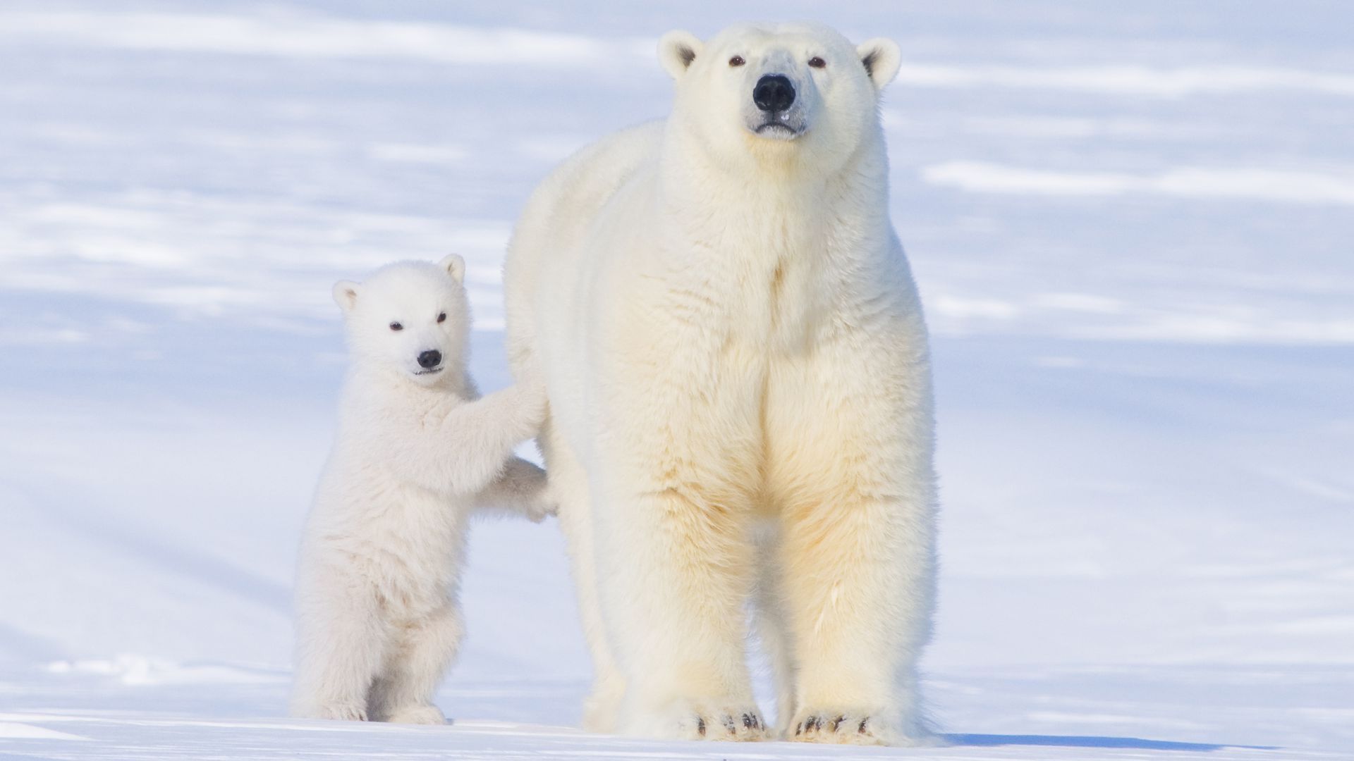 Photo of a polar bear and cub