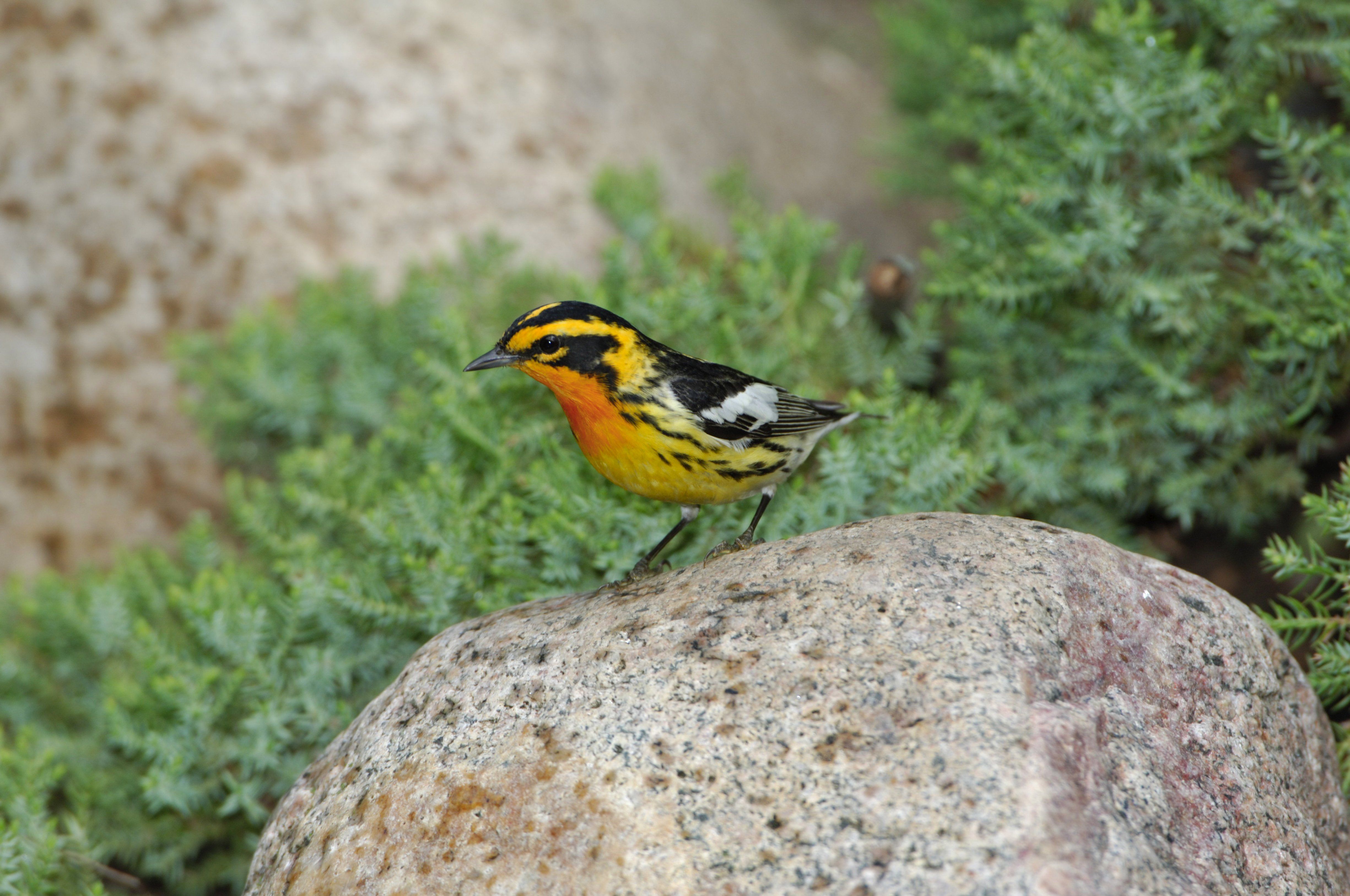 Blackburnian Warbler male. 