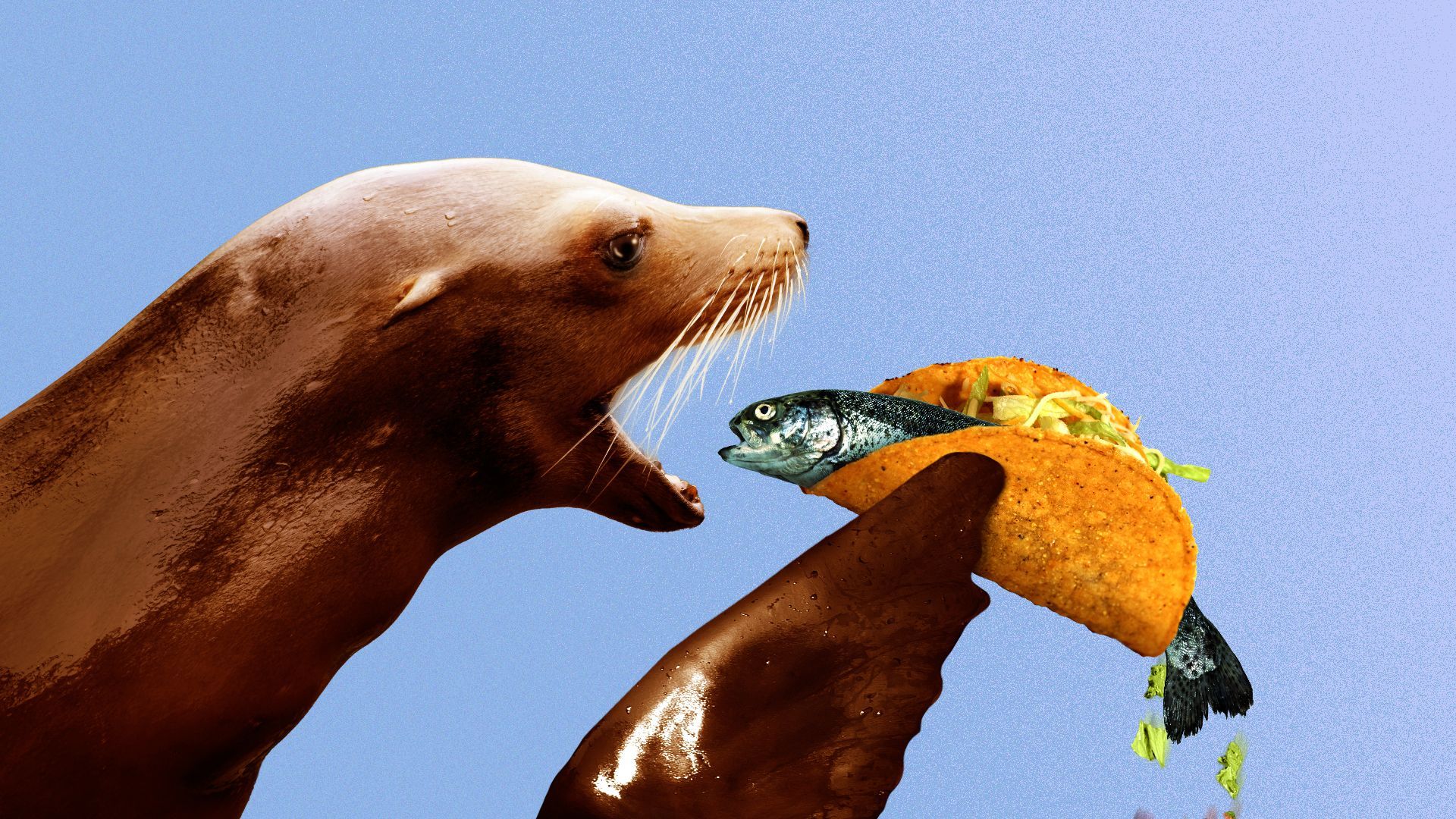 Illustration of a sealion about to take a bite out of a taco with a full fish in it. 