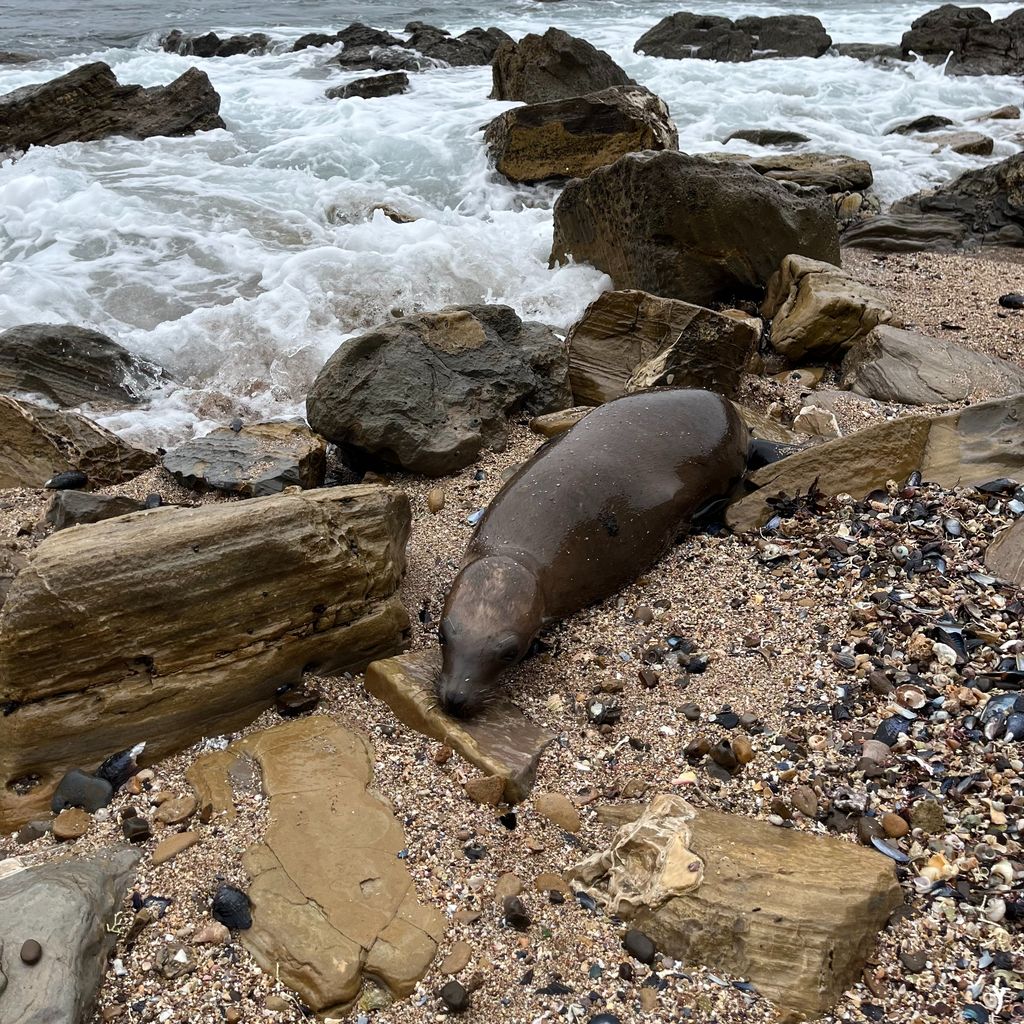 What's ailing the sea lions stranded on California beaches?, California