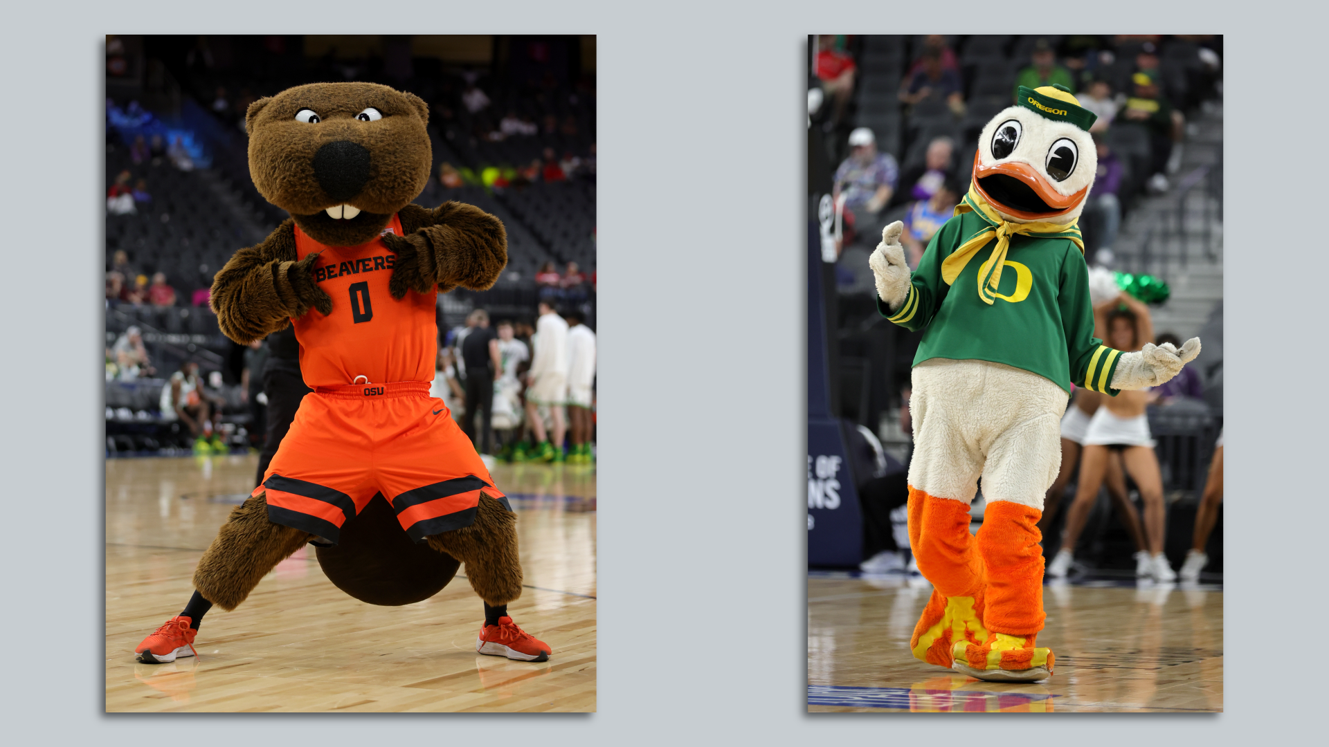 A person dressed up as a furry brown beaver mascot, wearing orange jersey and shorts,  in a photo to the left of a picture of a person dressed up as a white duck, wearing a green jersey with the University of Oregon letter O in yellow on the front.