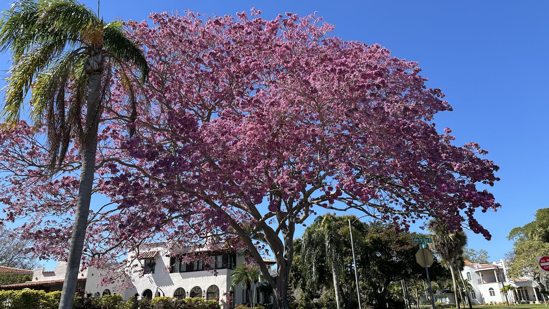 St. Petersburg's pink trumpet tree is blooming on Coffee Pot Bayou
