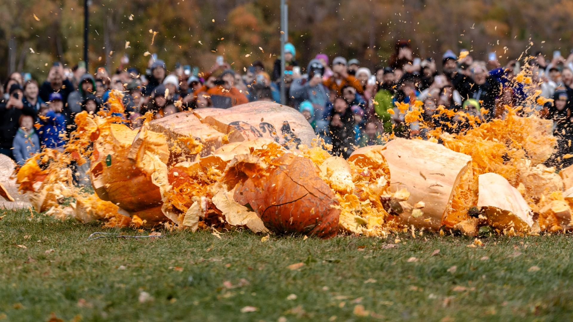 Huge pumpkin exploding into pieces on grass with orange pulp flying, while large crowd in fall attire watches and photographs the scene during outdoor event.