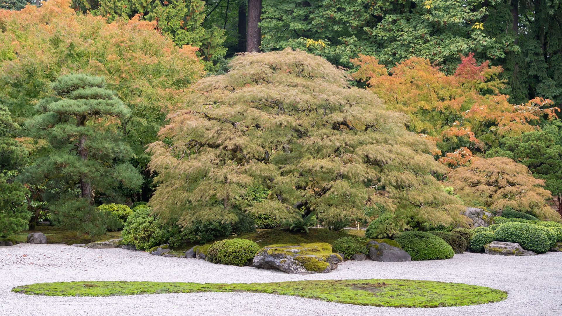 Japanese garden with raked white gravel, green moss patches, large rocks, and various trees with green and orange autumn foliage.
