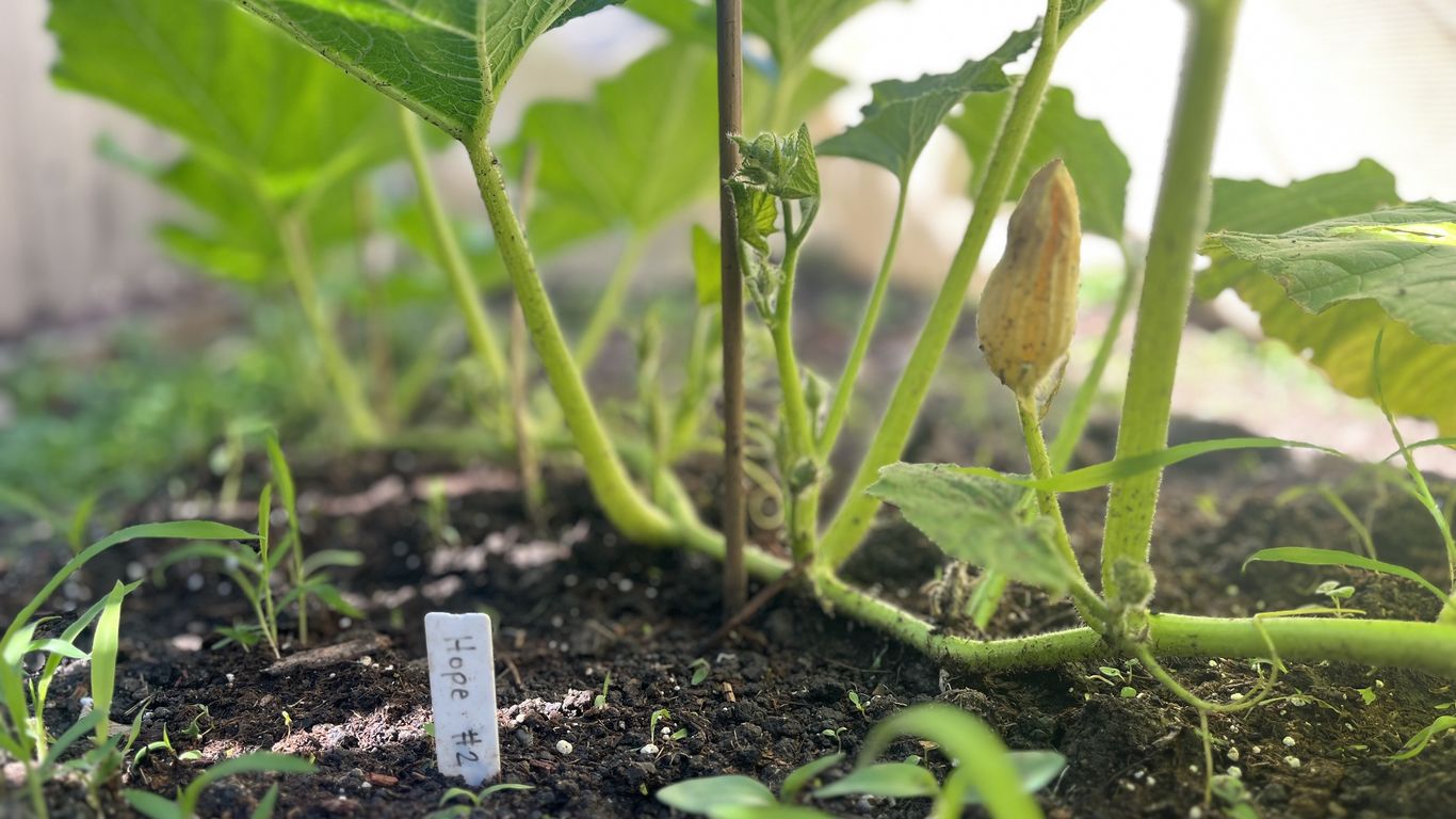 A surprising twist for the giant pumpkin I'm growing for the Iowa State Fair