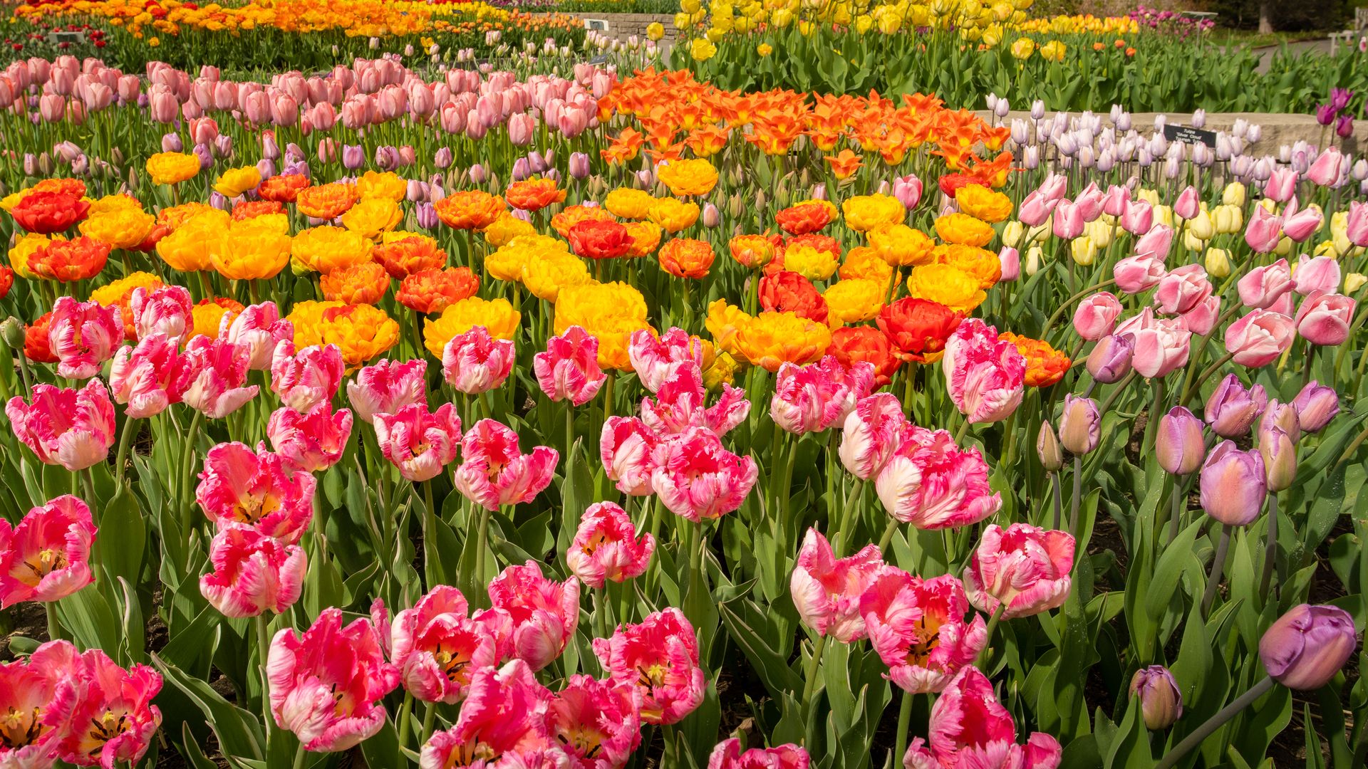 A blooming field of tulips