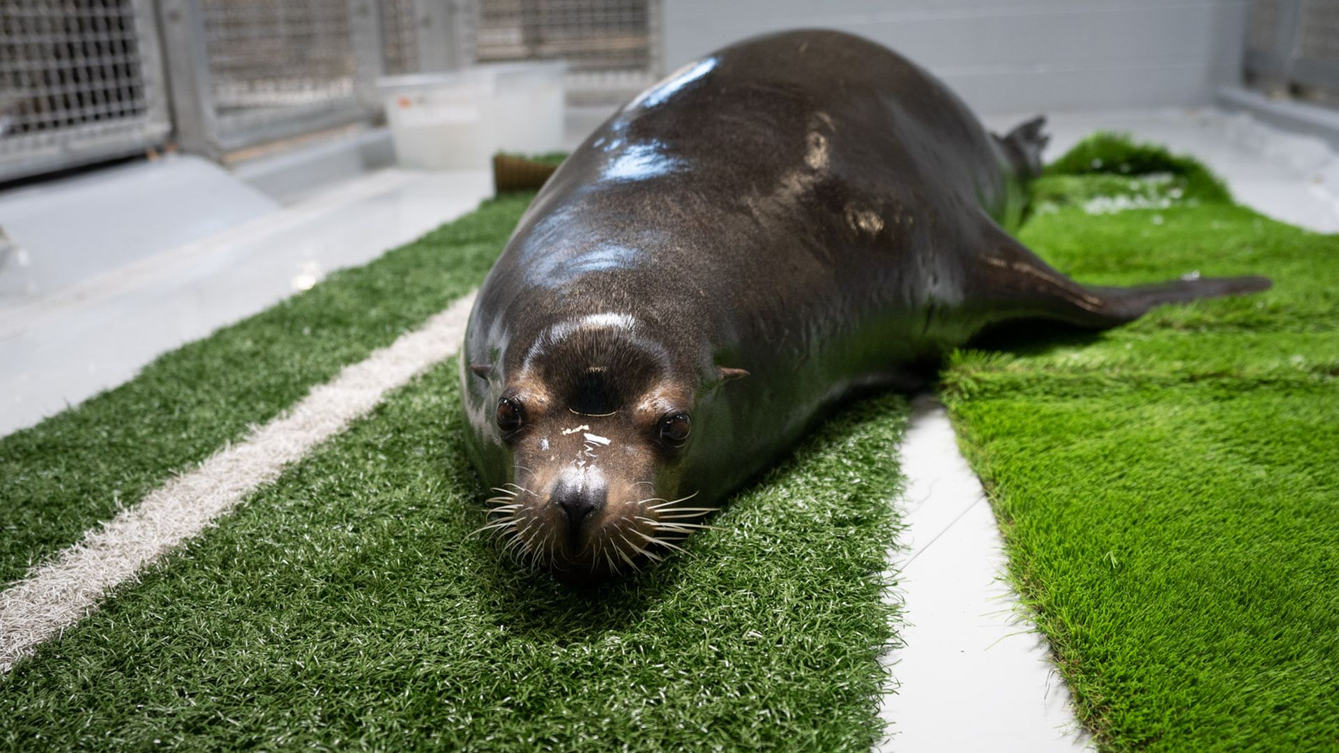 A sea lion rests on turf