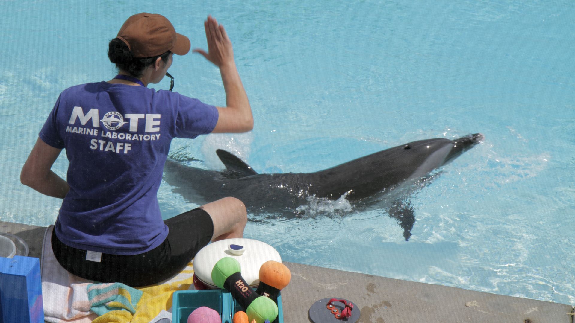 A trainer signaling to a dolphin at Mote Marine Laboratory Aquarium.