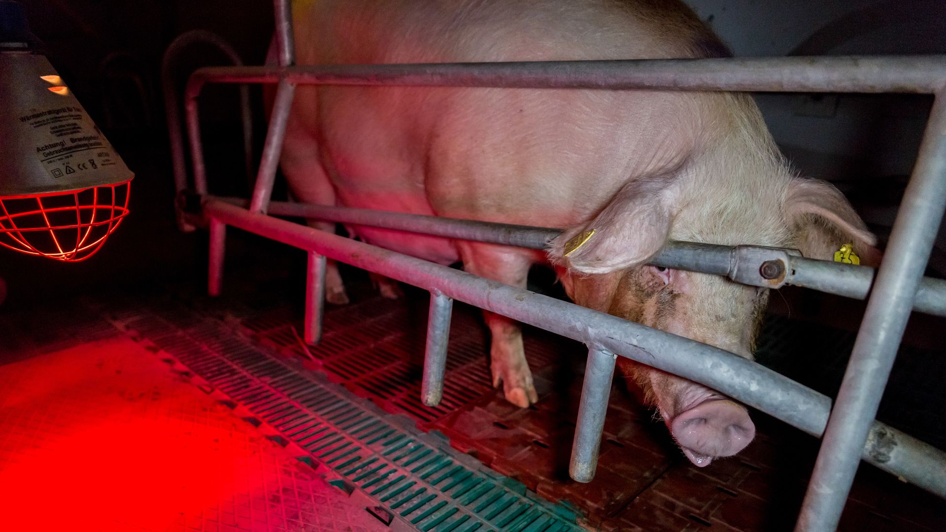 A sow is confined to a farrowing crate, with bars to prevent the pig from turning around.