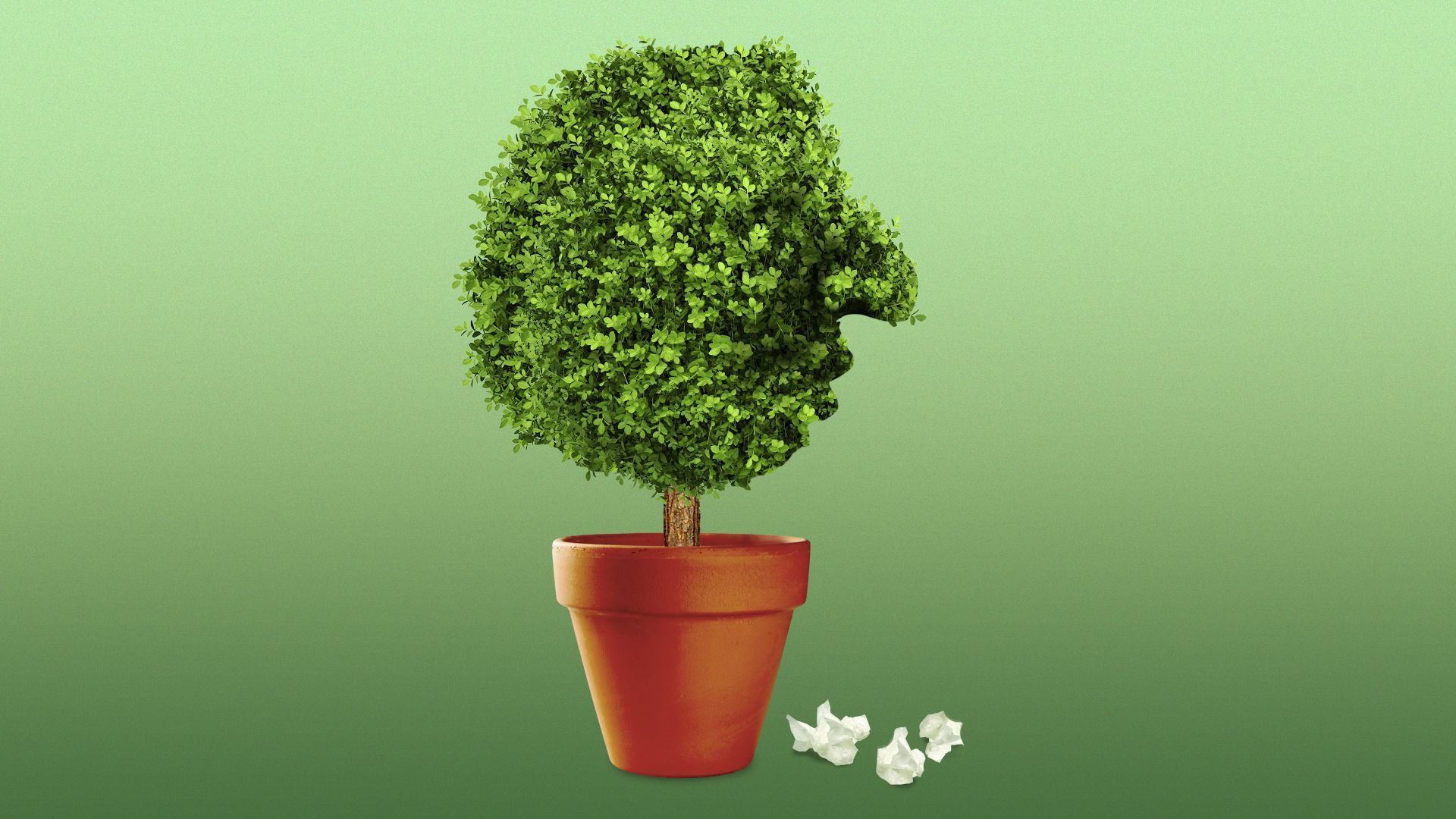 Illustration of a tree pruned in the shape of a head with a large nose, with used tissues next to its pot.