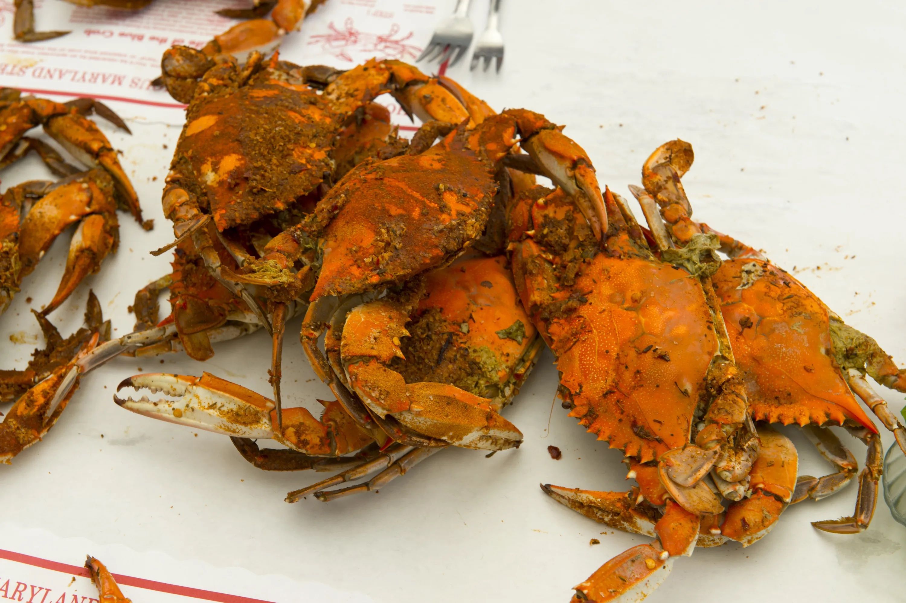 Steamed crabs on a white table
