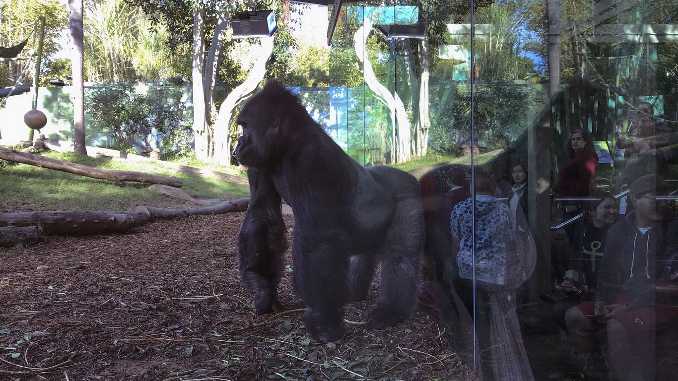 Gorillas at the San Diego Zoo are getting too much screen time - Axios ...