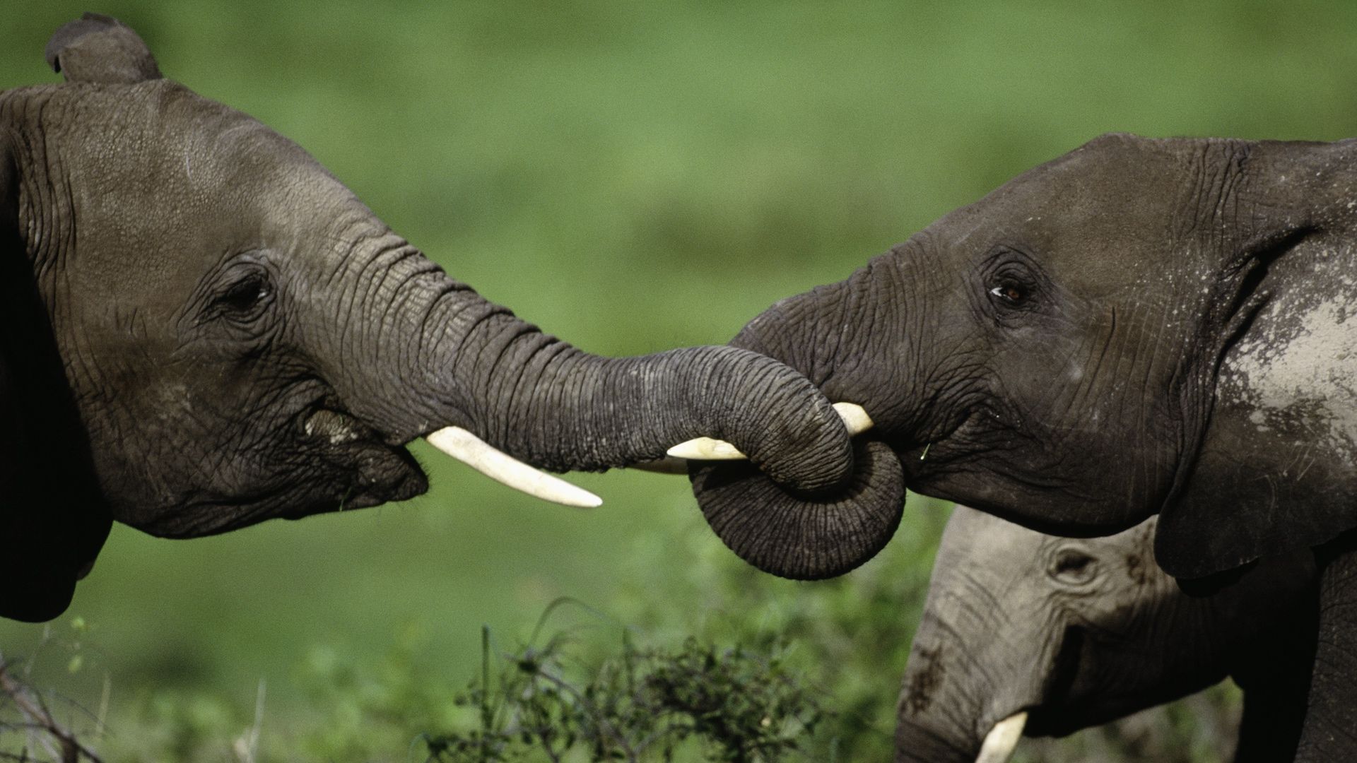 African elephants intertwine their trunks, Amboseli National Park, Kenya.