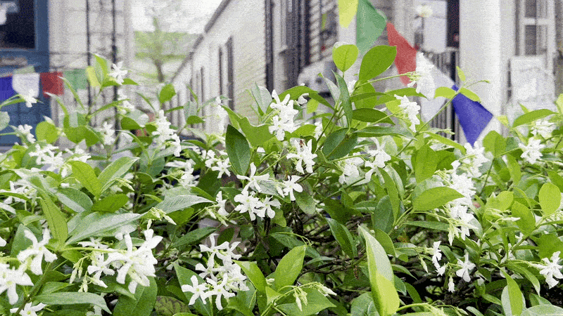 Image shows blooming jasmine with colorful prayer flags in the background.