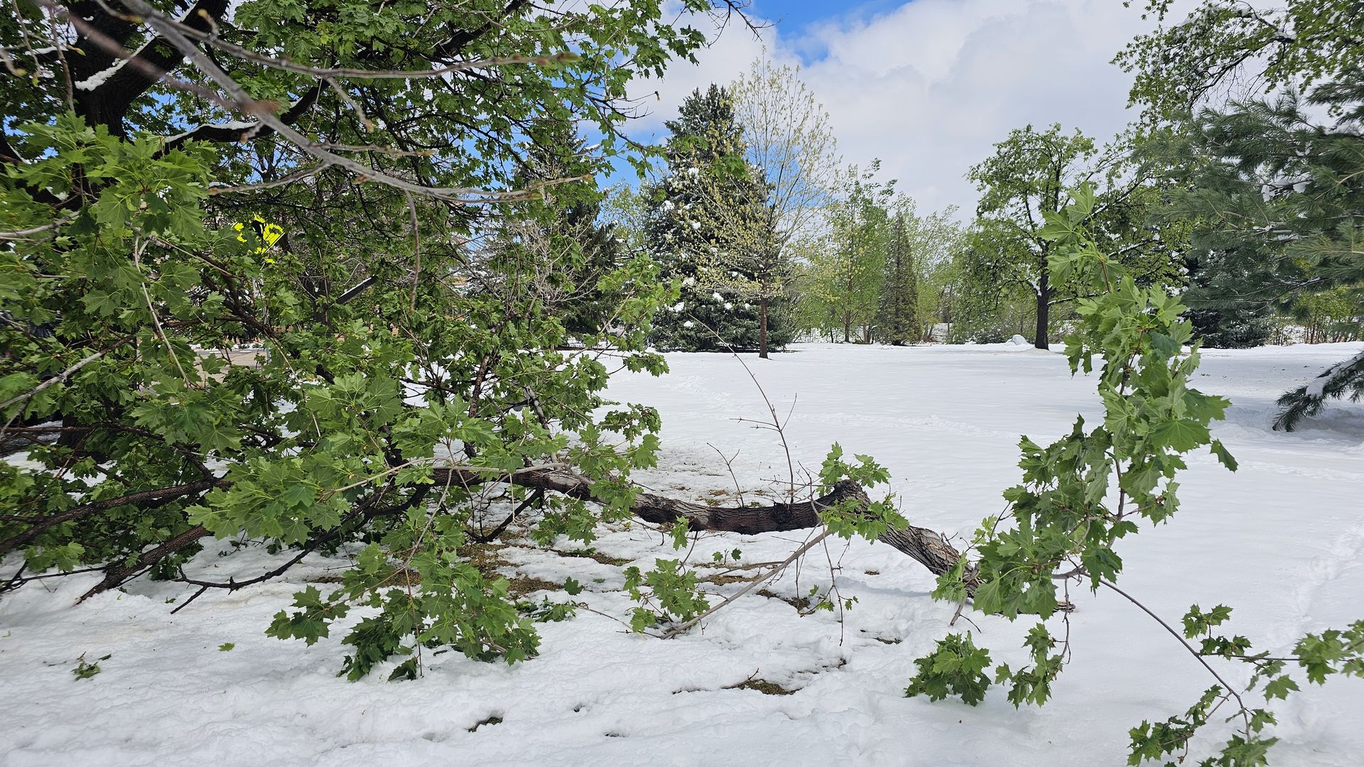 Snow-covered park with vibrant green trees, a fallen trunk and branches in the foreground, and distant evergreens under a blue sky with scattered clouds.