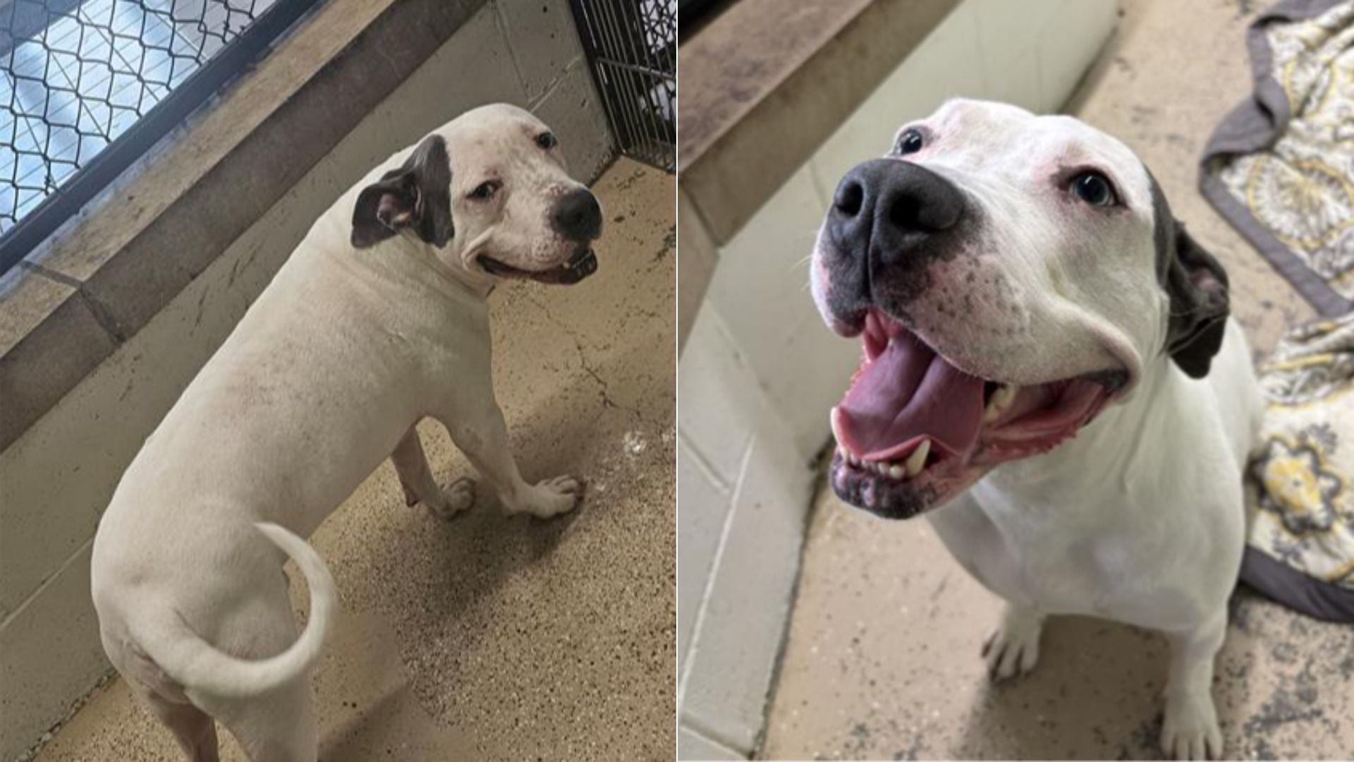 Two photos of a white smiling dog