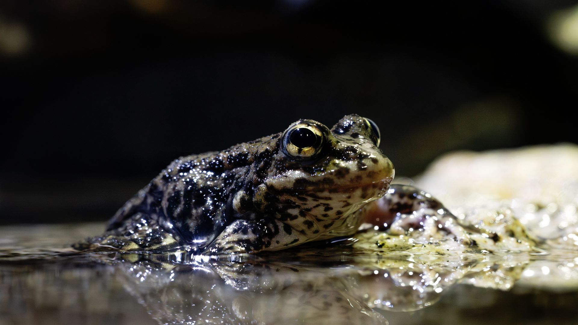 Close-up of a speckled frog at the water's edge, glossy damp skin with black and brown spots, large golden eyes, and its reflection on the calm surface.