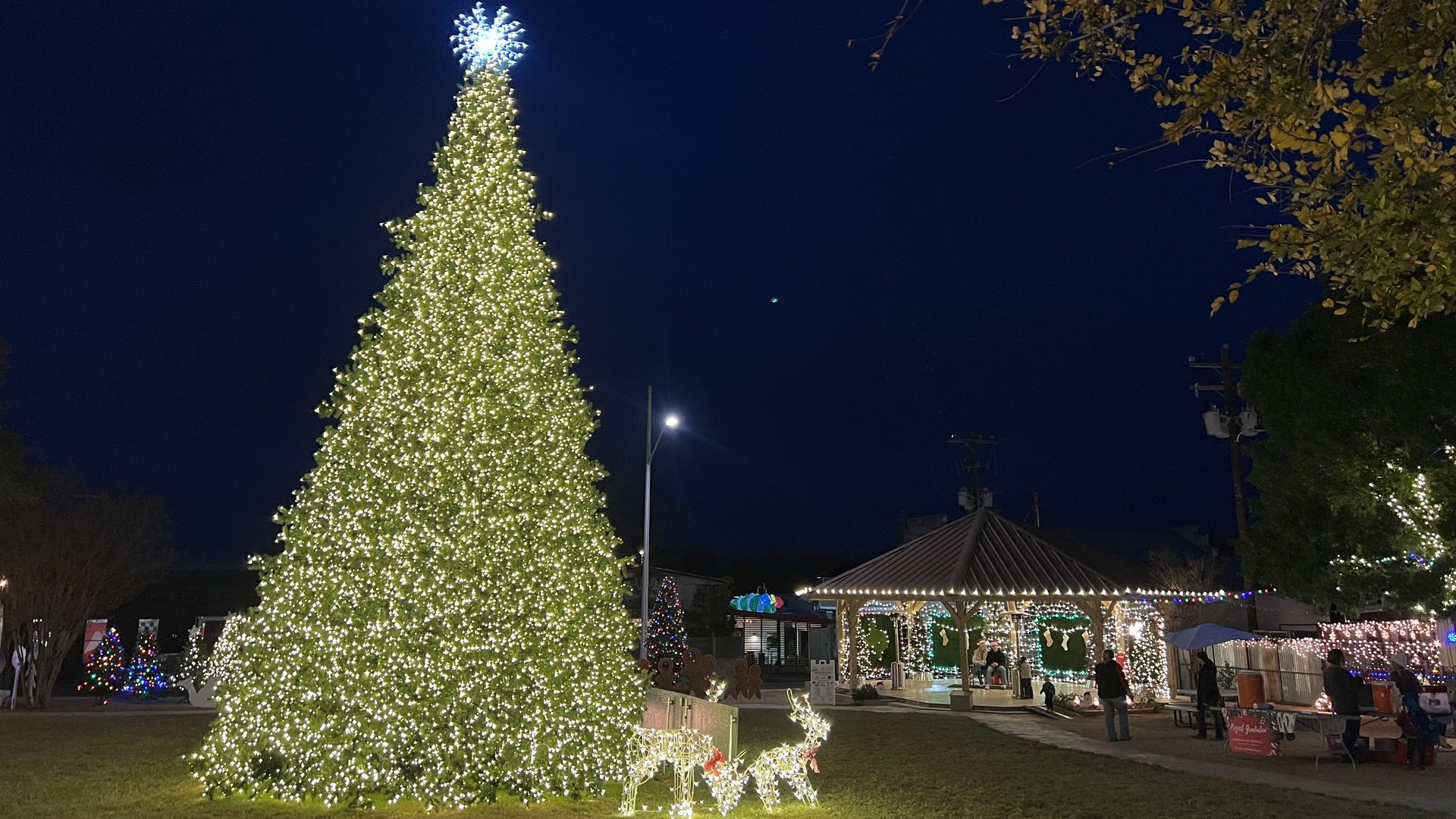 A photo of an illuminated tree.