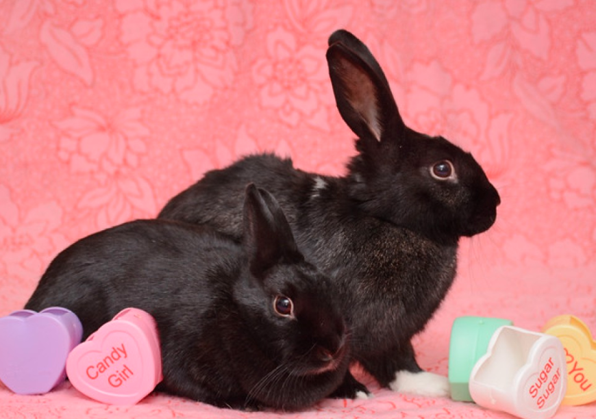 Two rabbits with conversation hearts