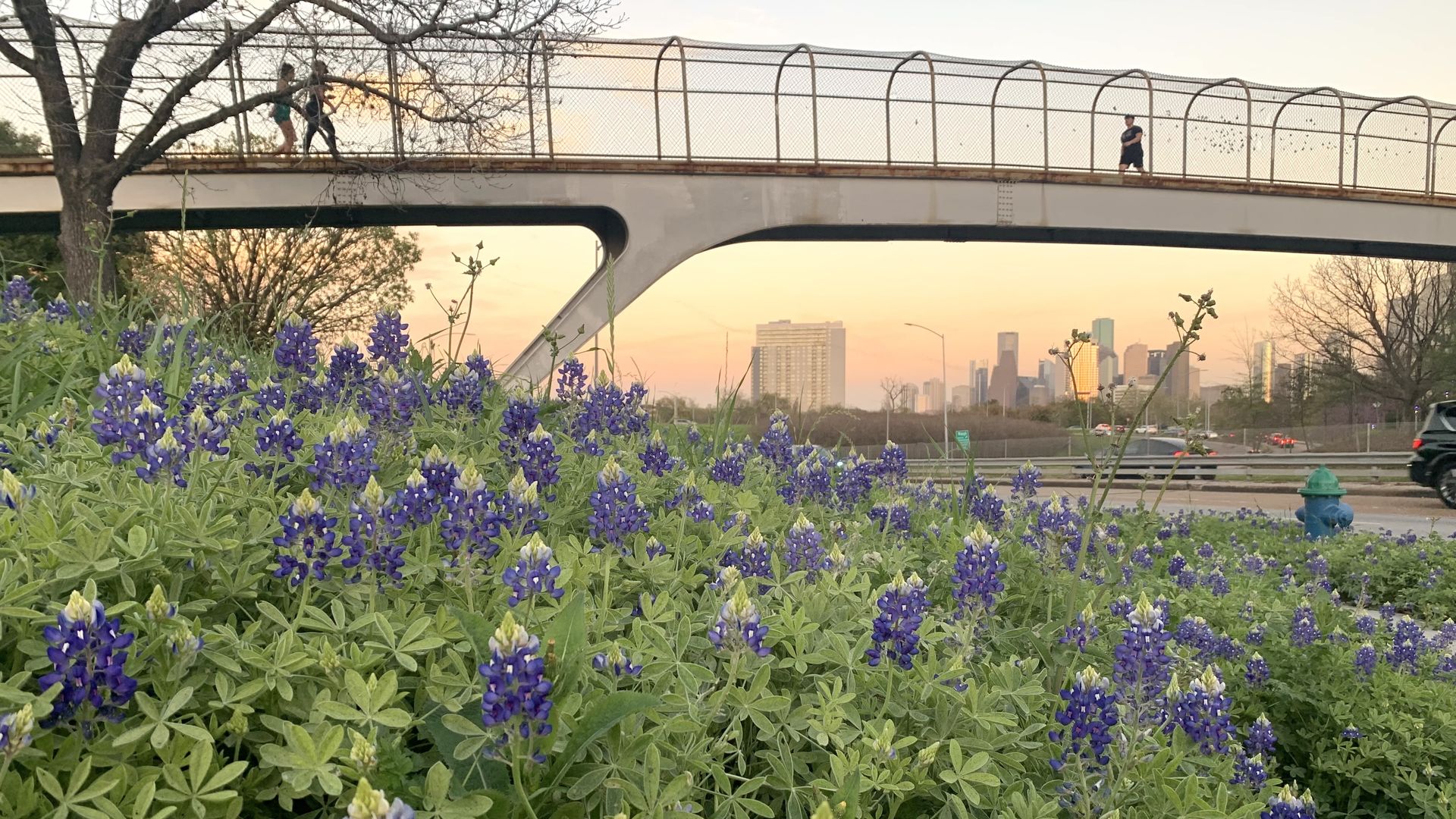 Photo of a field of bluebonnets with the Houston skyline as the background. 