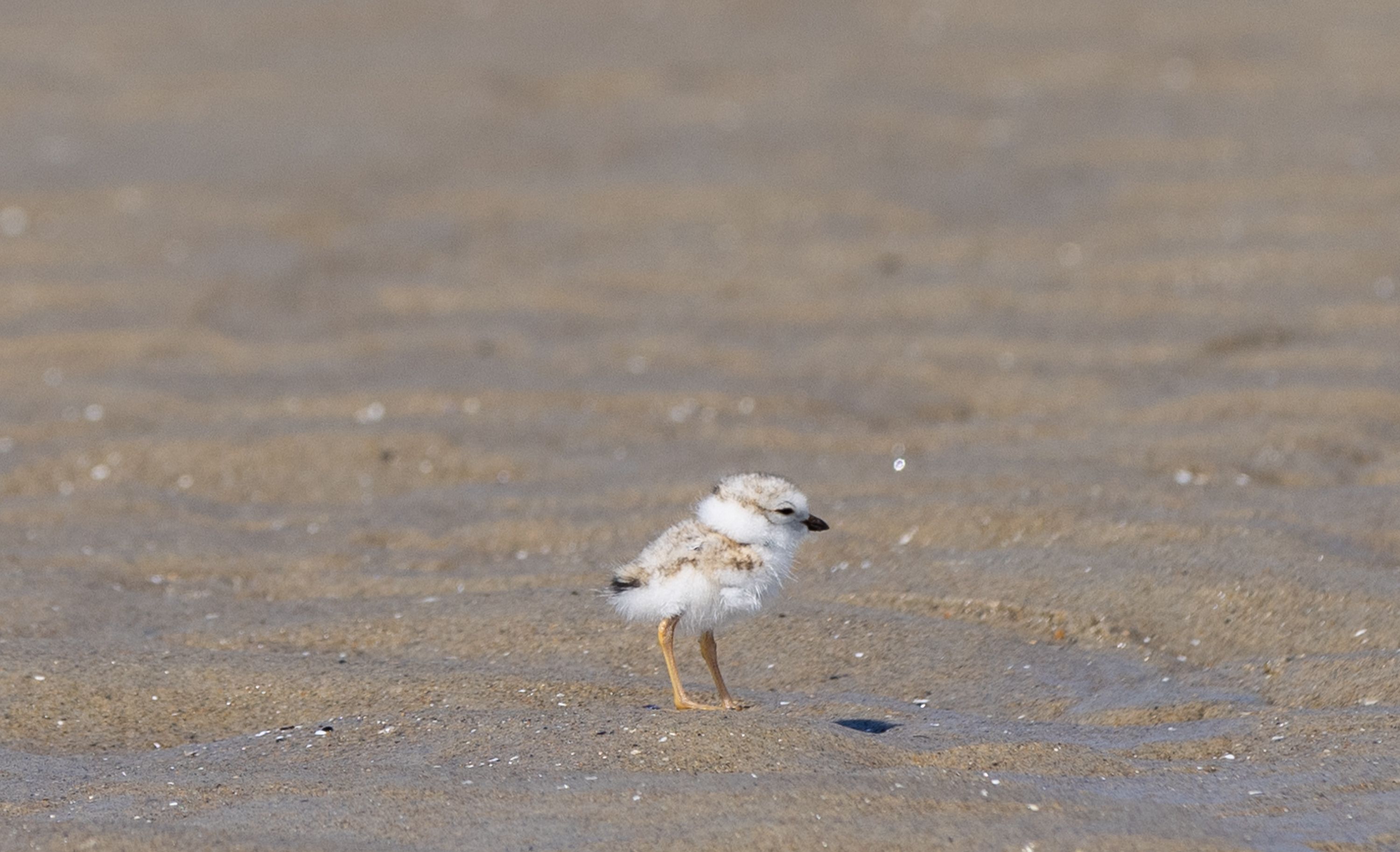 Piping plover