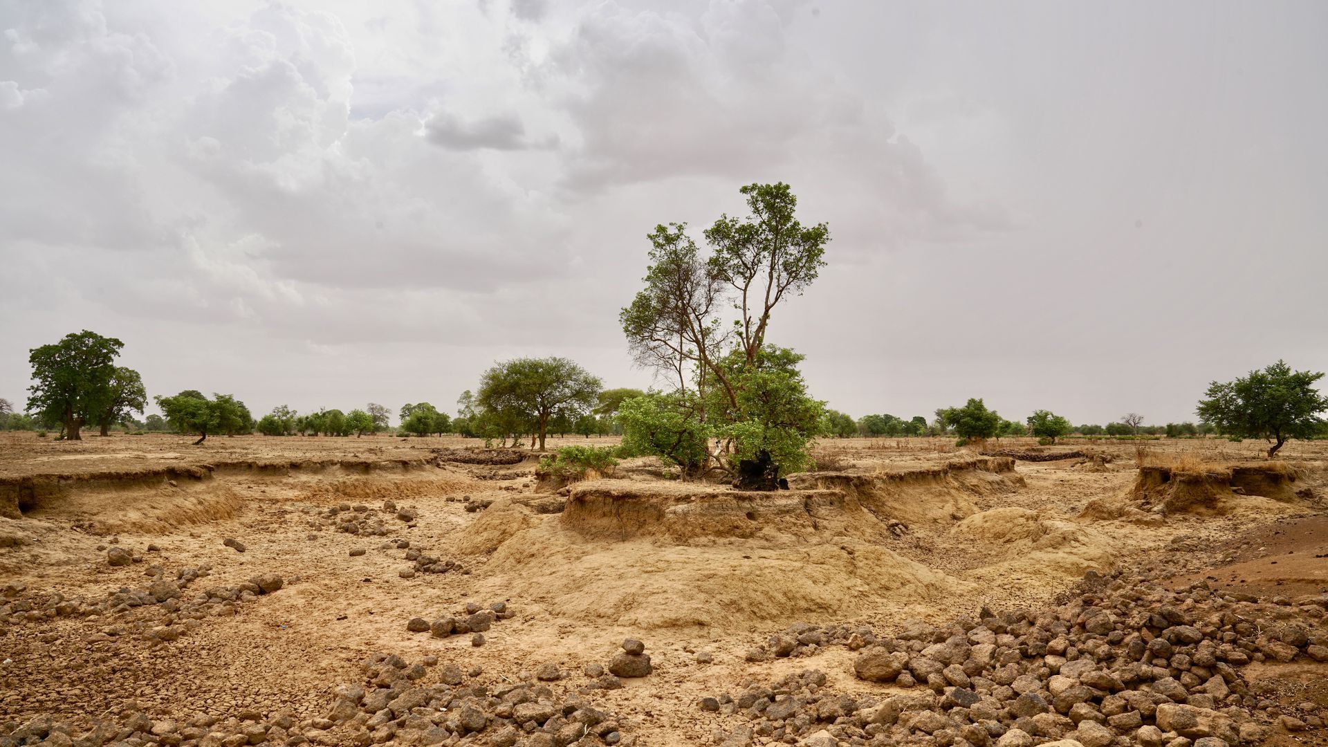 Photo of a desert area with an enclave of green trees 