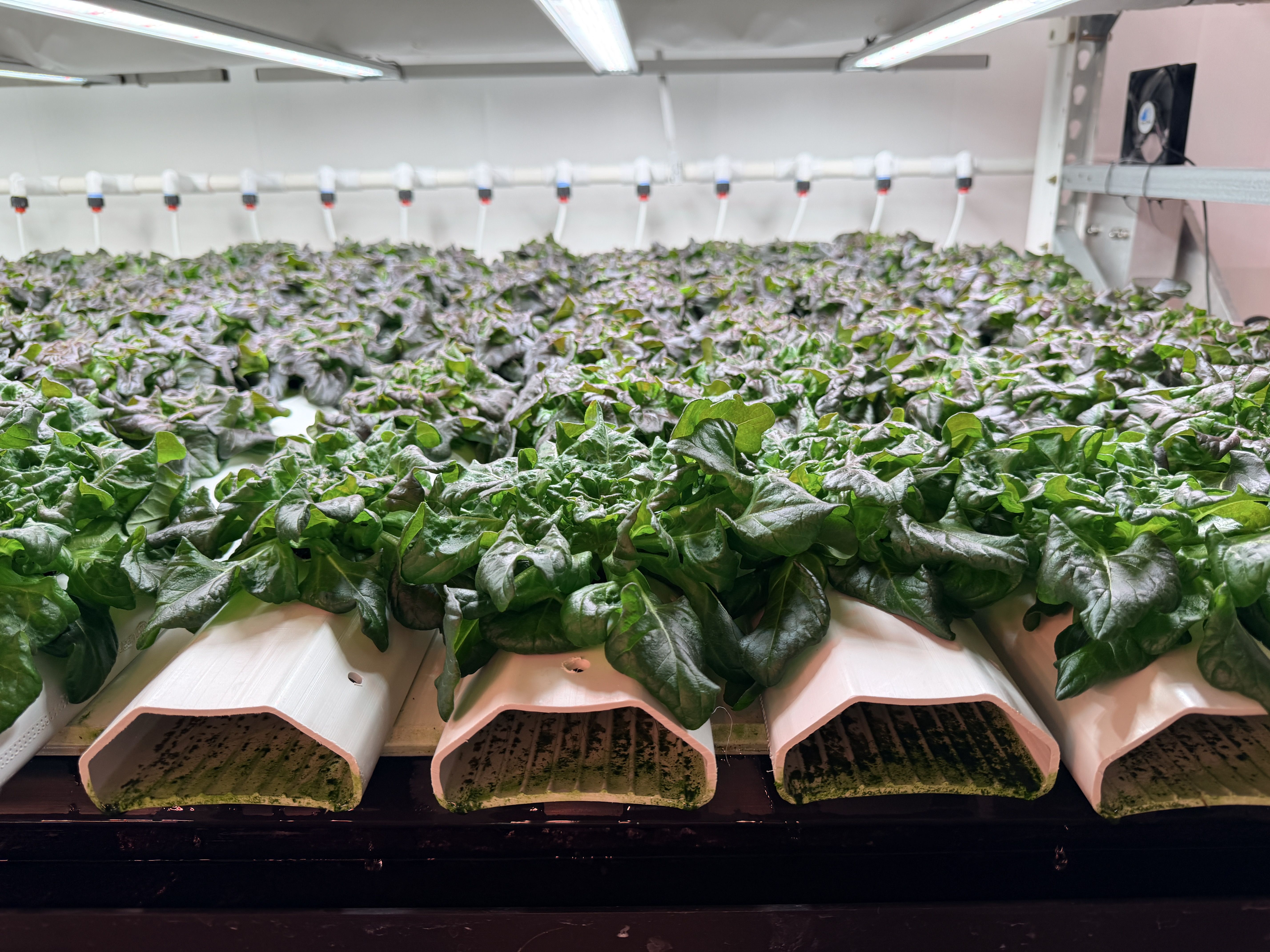 Indoor hydroponic greenhouse with dense rows of leafy greens in pink trays, white irrigation tubes overhead, and a small fan on the right.