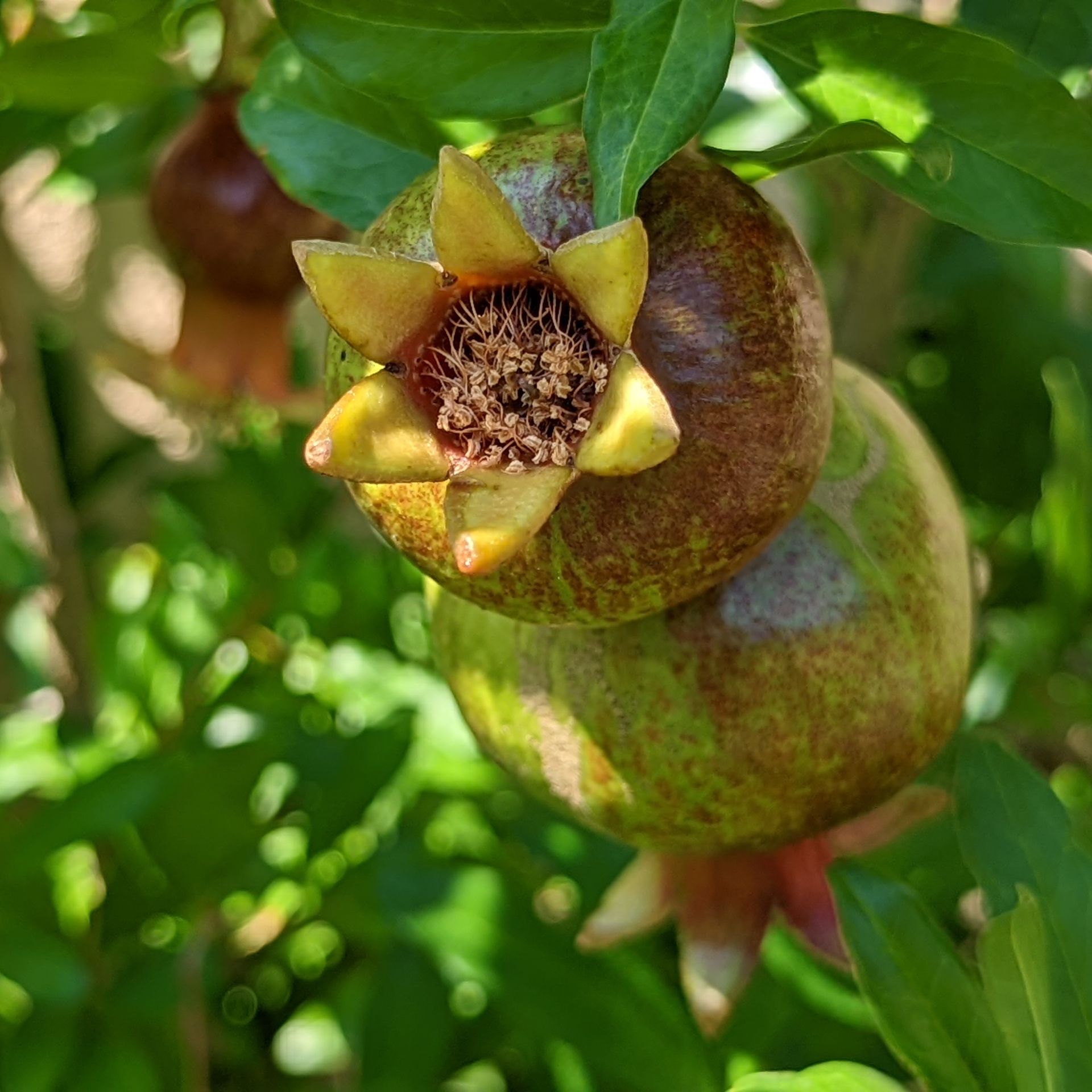 Hro Tree Pomegranate Tree Images