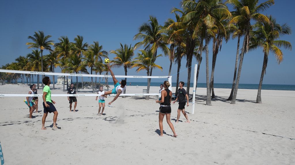 Florida sabal palm trees threatened by lethal bronzing disease