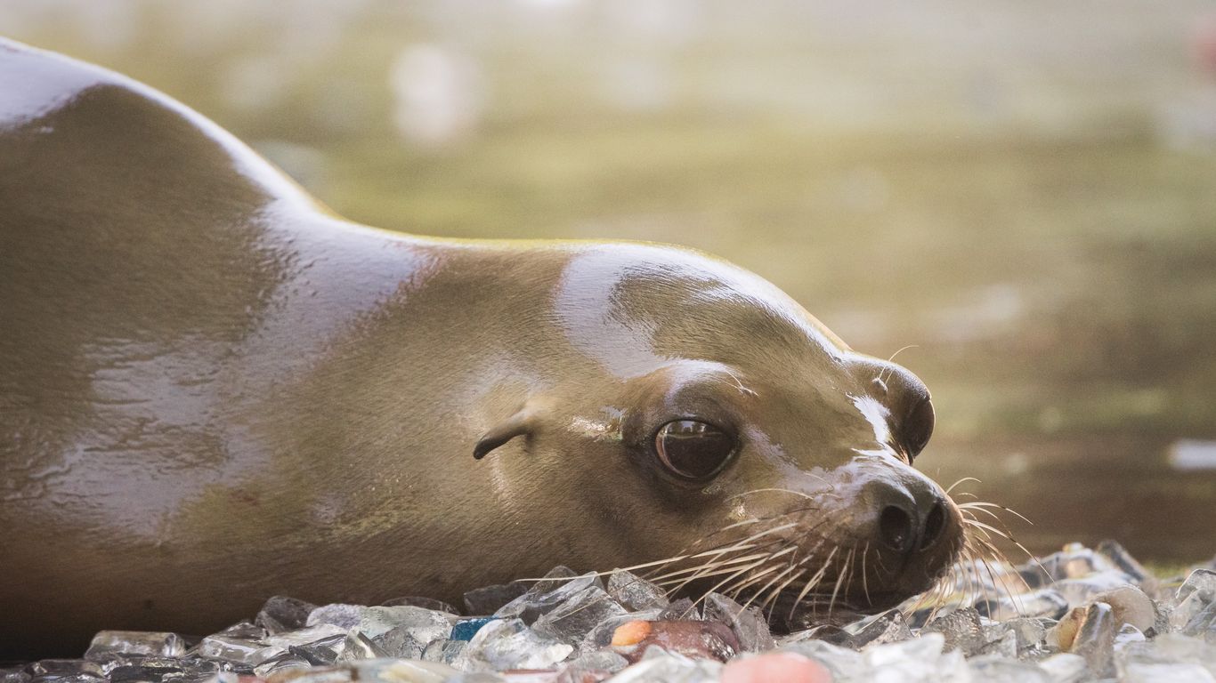 How animals beat the heat - Axios Des Moines