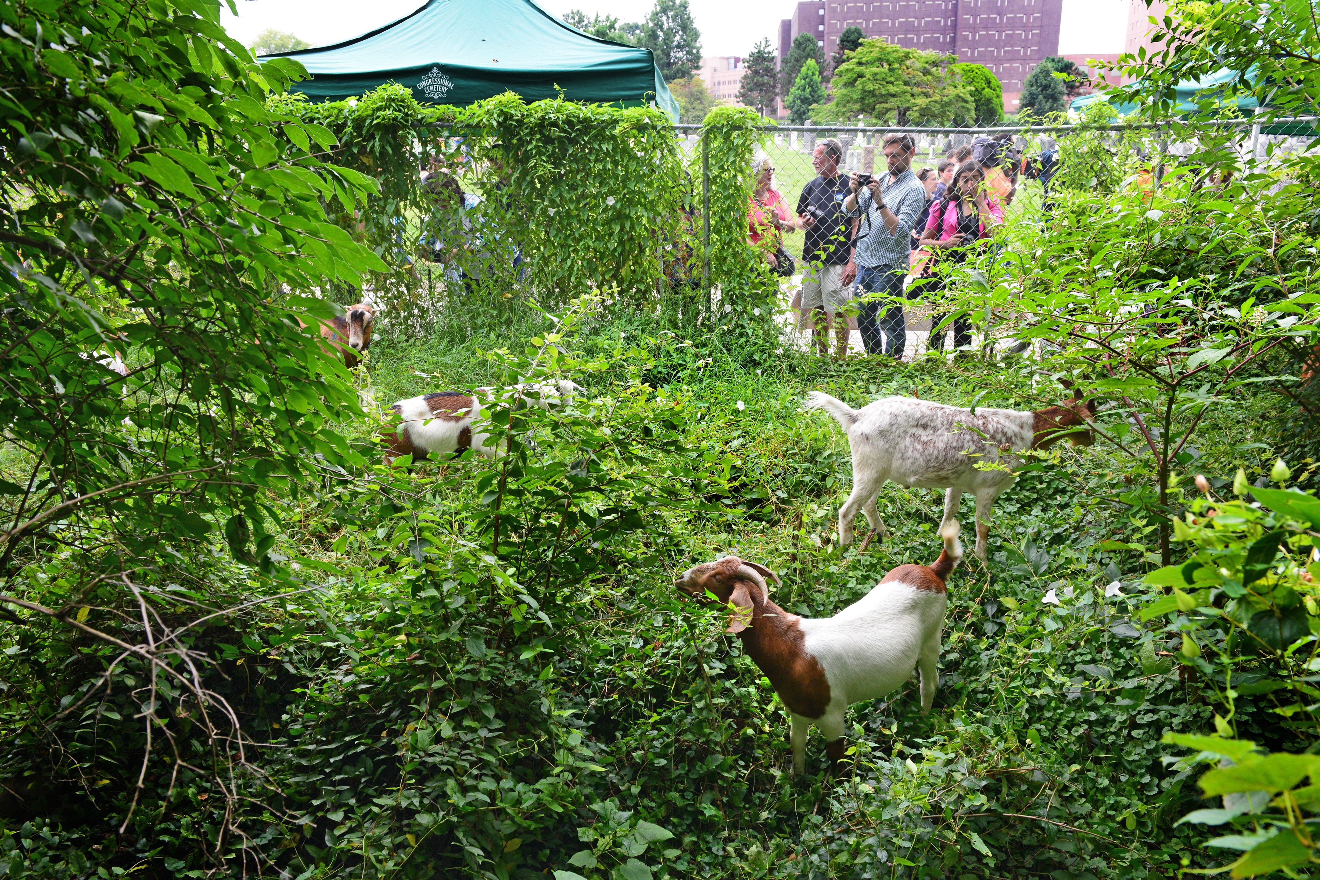 Goats wander through dense green bushes in a fenced garden; a crowd of people with cameras stands behind a chain-link fence near a green canopy tent, with buildings in the background.
