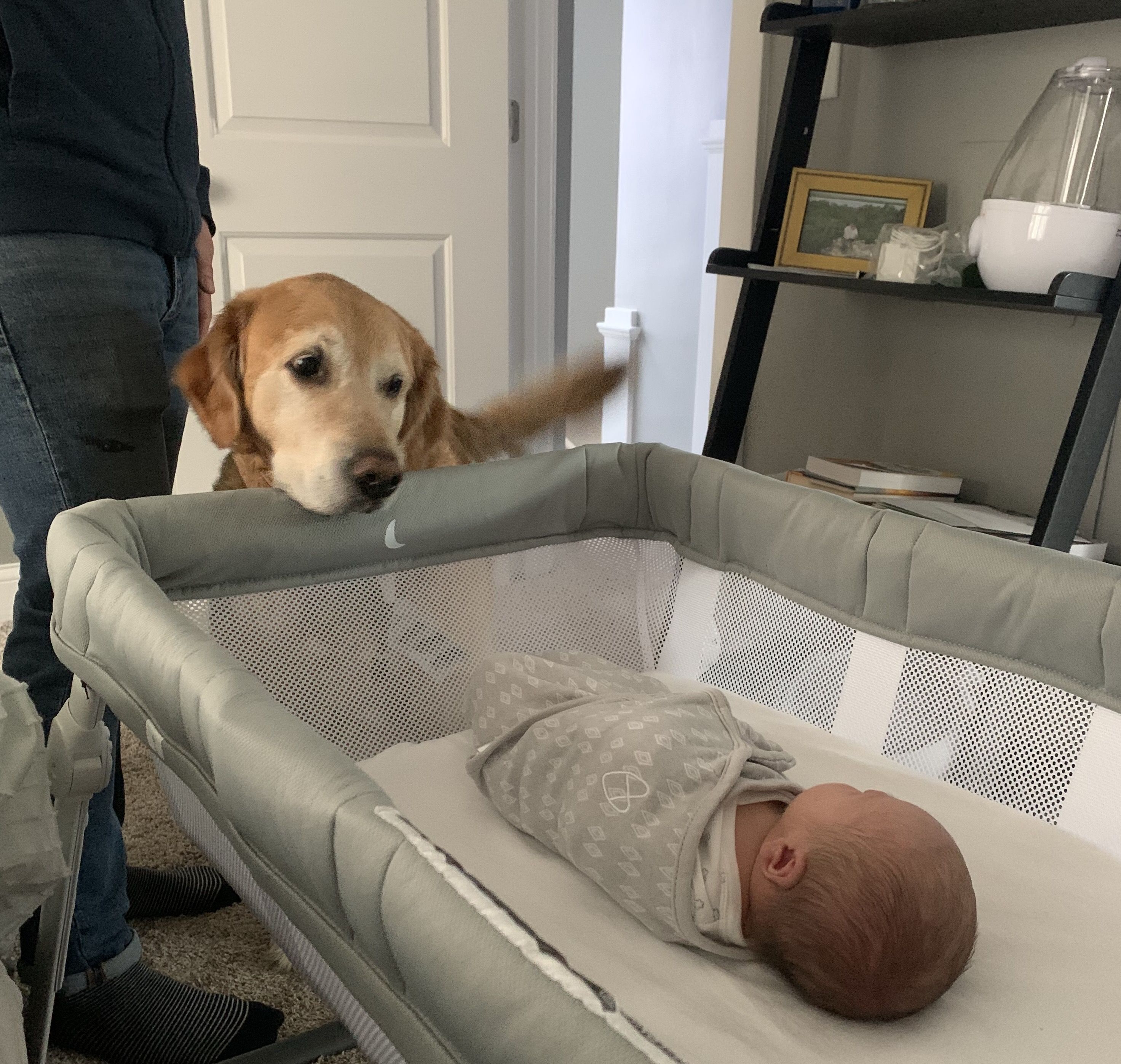Torey's golden retriever Kirby looks in the crib at Jack 