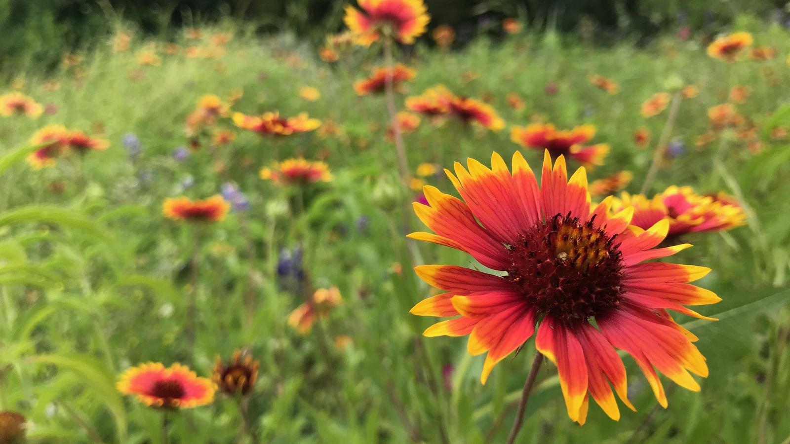 Central Texas to expect impressive wildflower forecast this spring