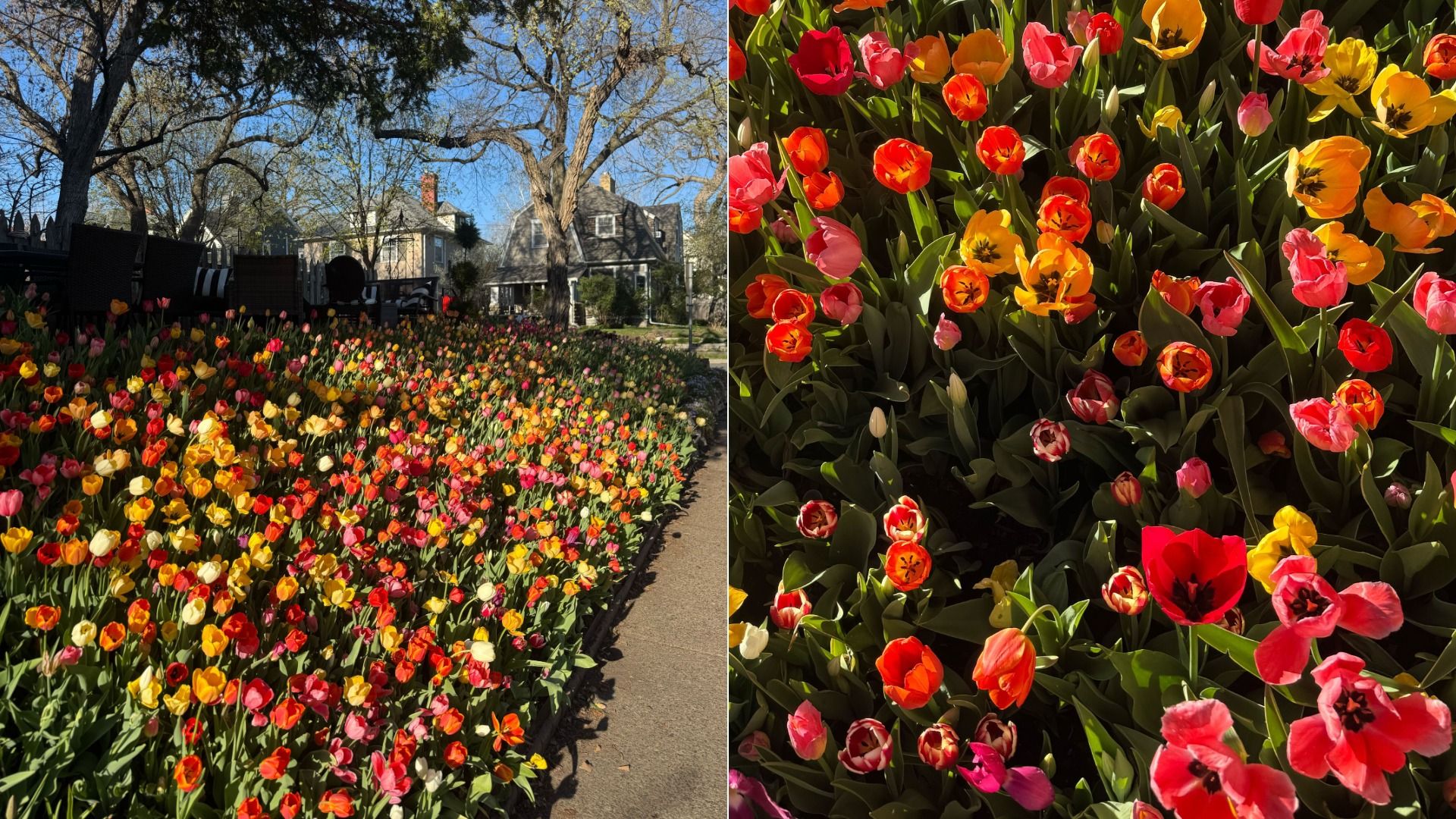 A diptych image of a home with more than 20,000 tulips in red, orange and yellow planted on a slight hill in front of a home in a residential neighborhood